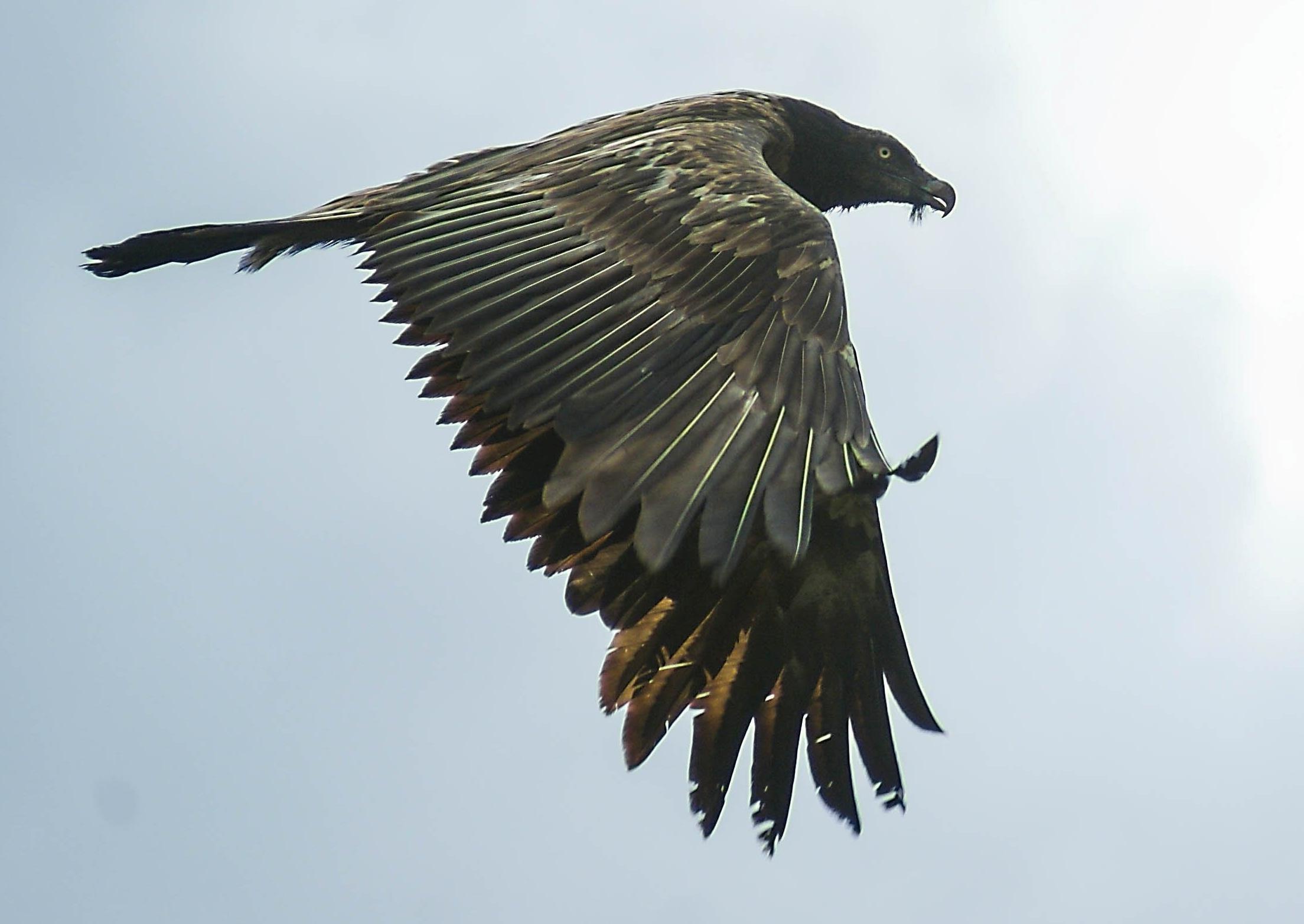 Bearded Vulture, Huge vulture, Peterborough traced, Feathers, 2210x1570 HD Desktop
