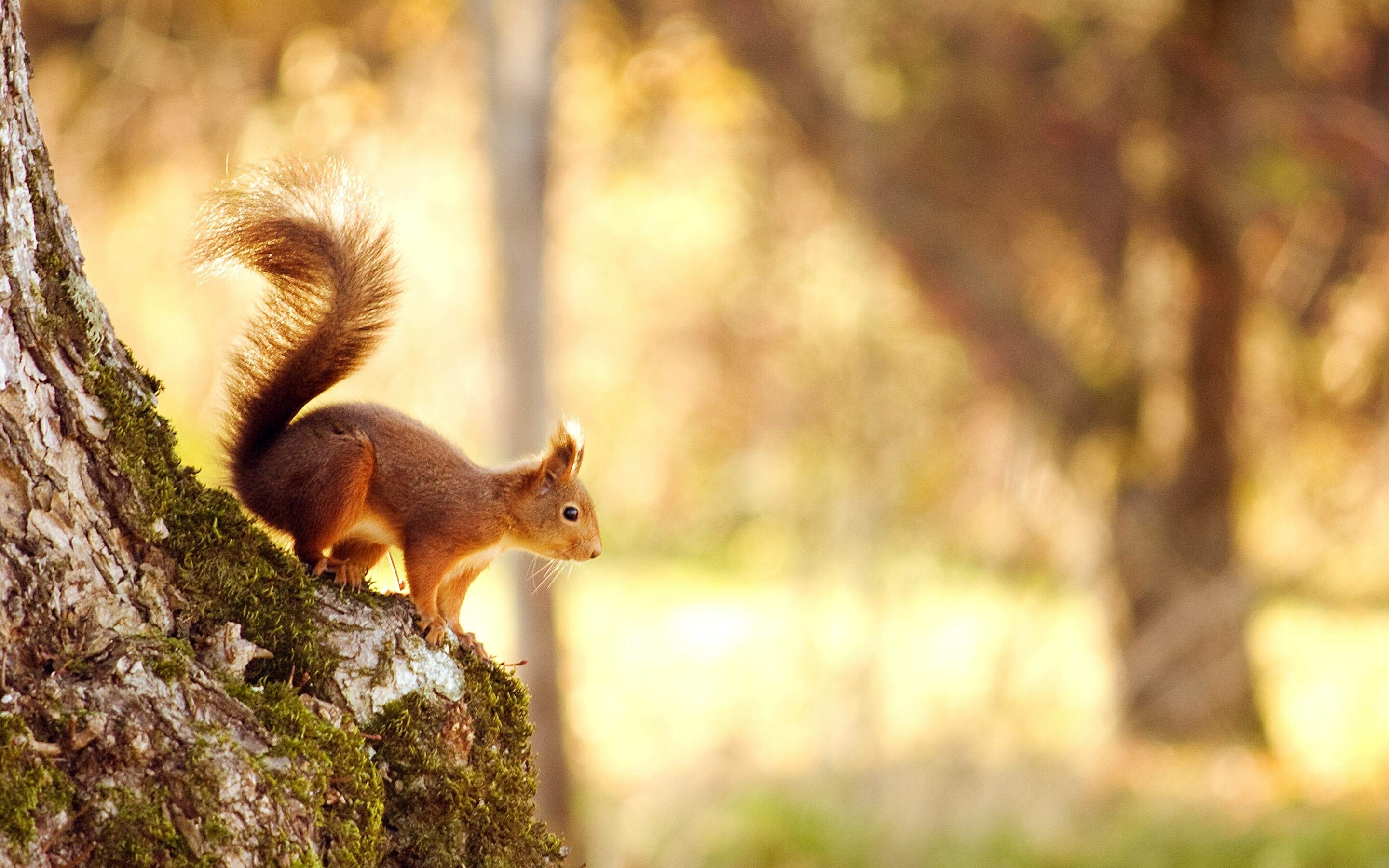 Squirrel: Chickaree, Has a typical head-and-body length of 19 to 23 cm. 2880x1800 HD Background.