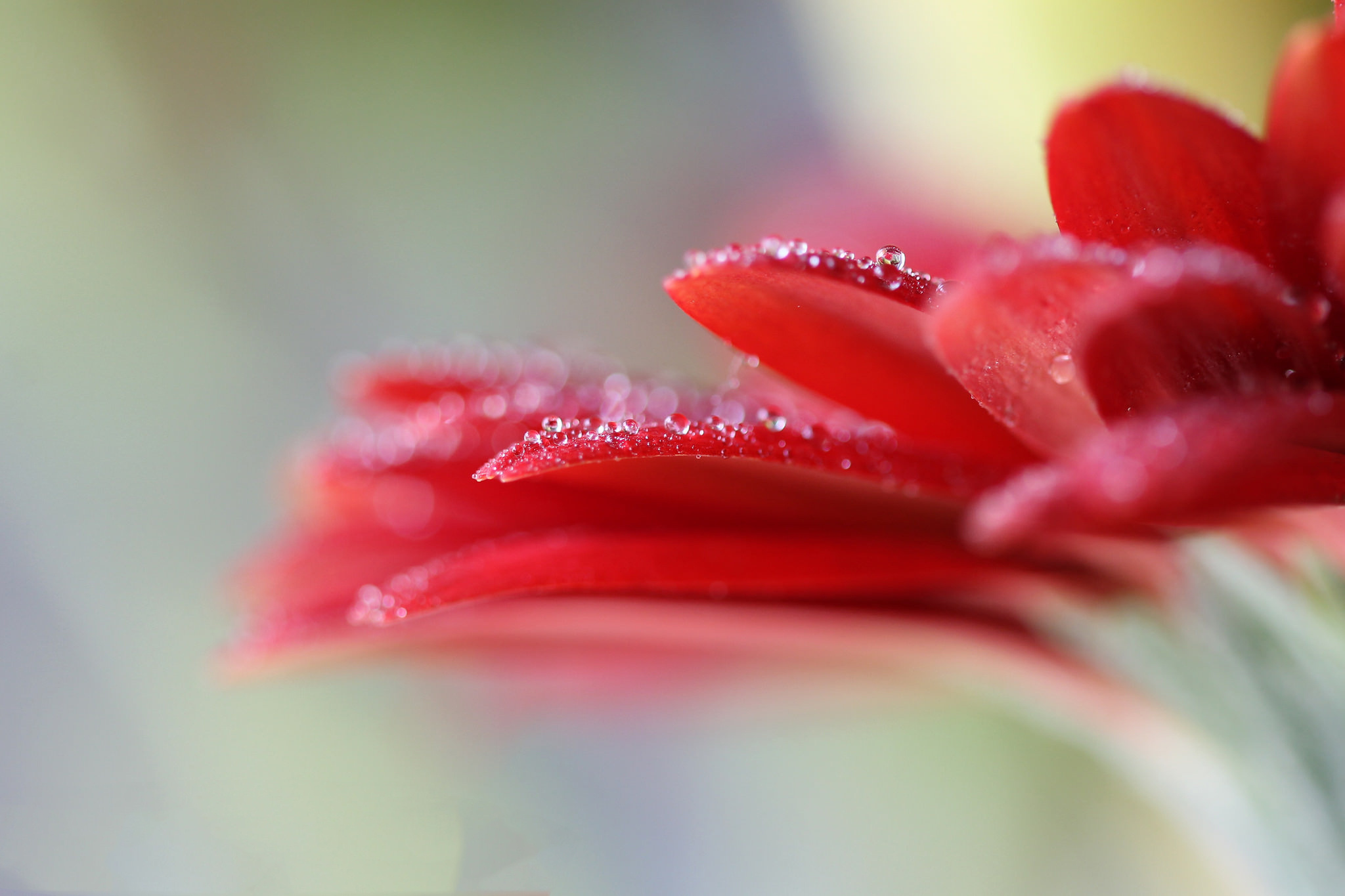Gerbera Daisy: Drops, Flowers, Water, Spray, Close-up. 2050x1370 HD Background.