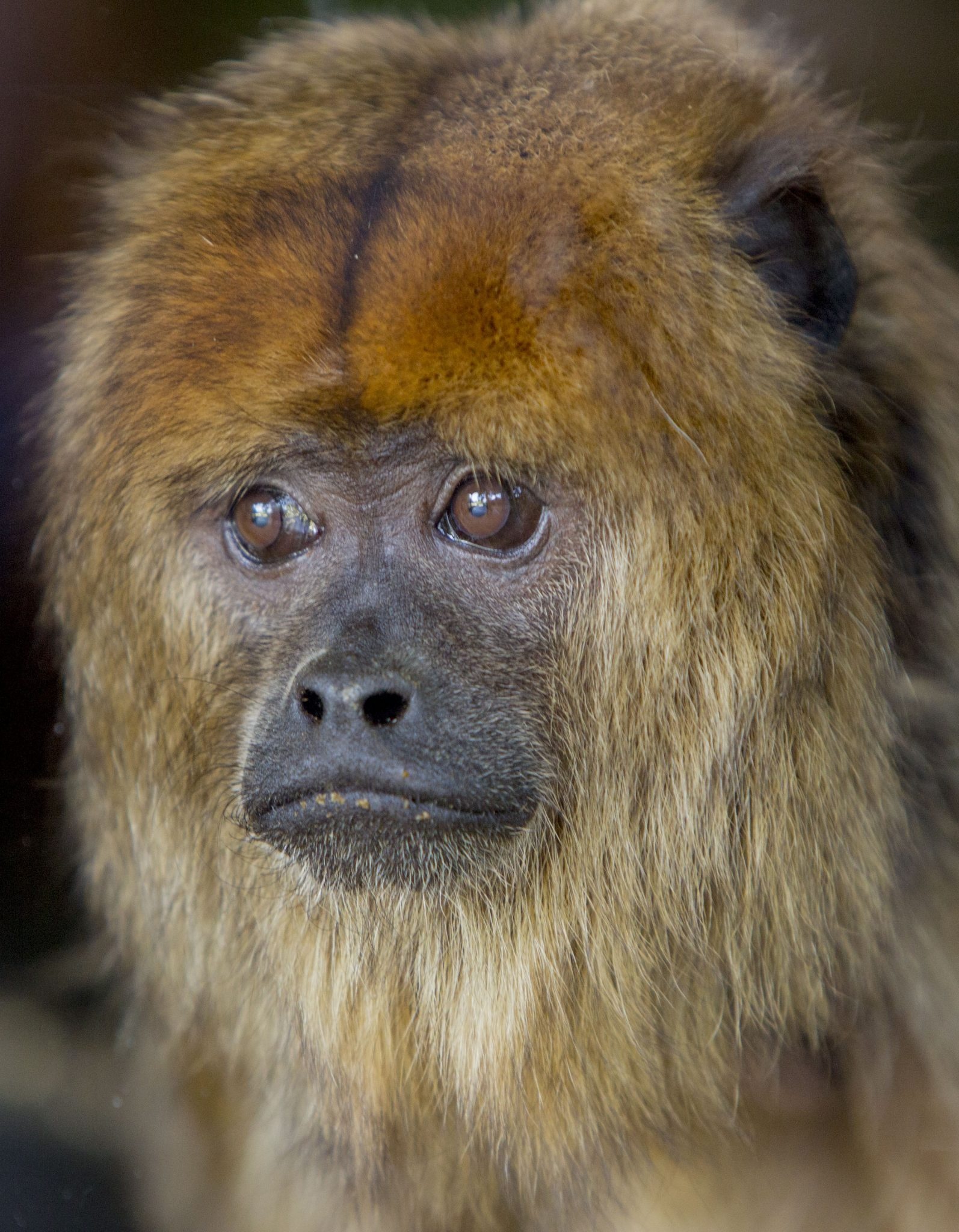 Howler Monkey, Dudley Zoo resident, Endearing primate, Wildlife conservation, 1600x2050 HD Phone
