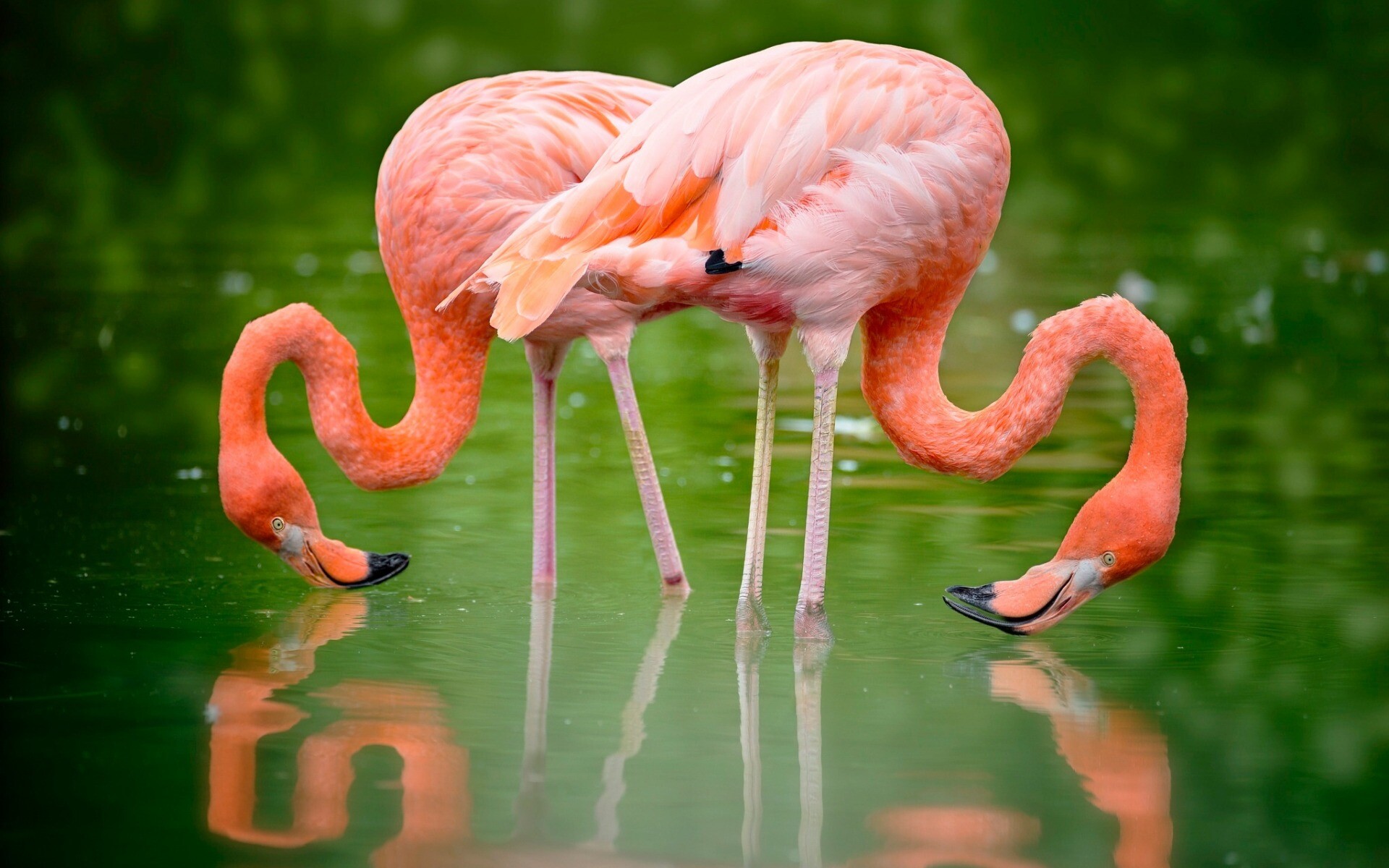 Flamingo: A bird with pink feathers, Live near water in warm countries. 1920x1200 HD Background.