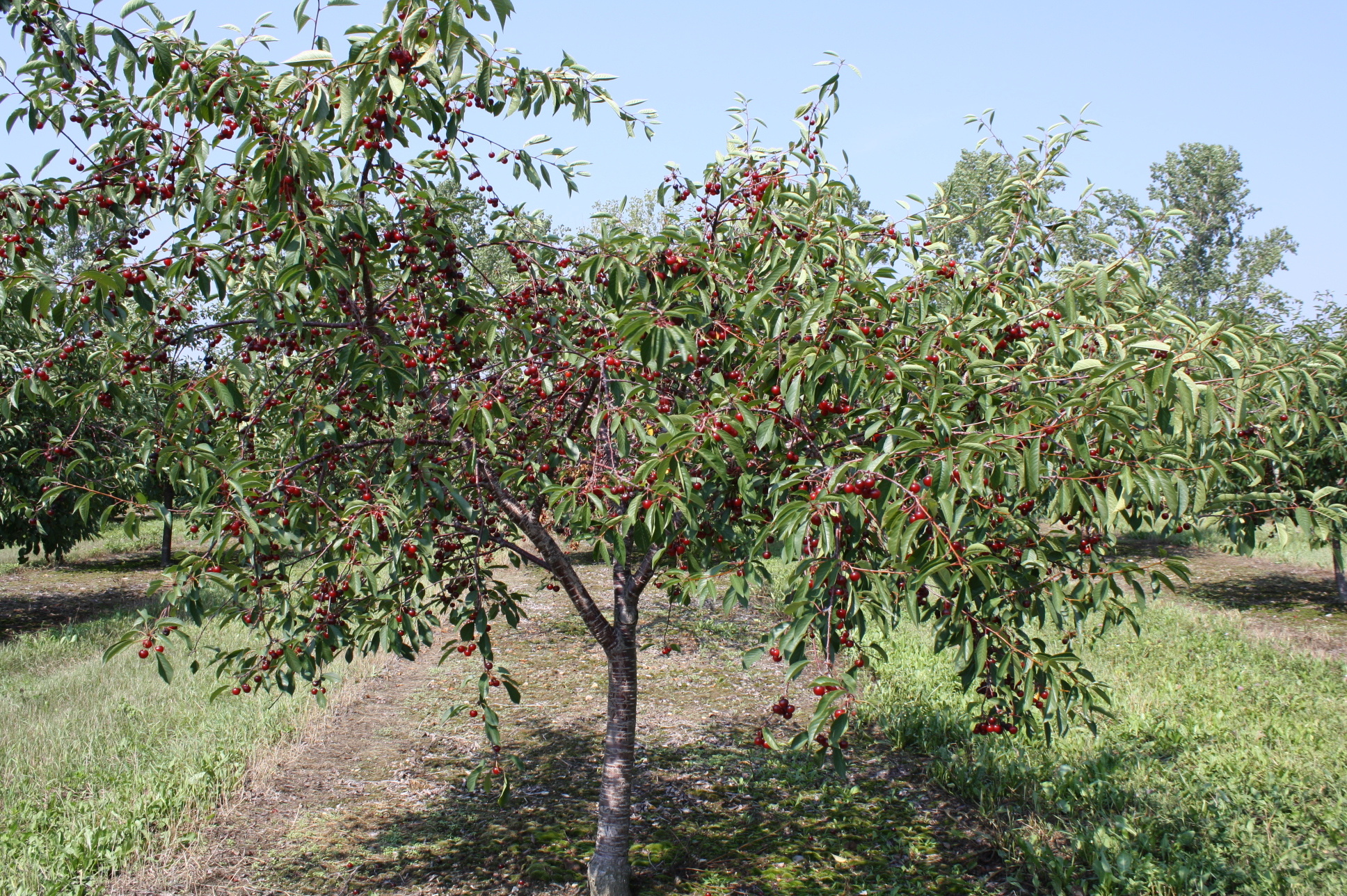 Cherry Tree, Balaton cherry, Wikipedia, 1940x1290 HD Desktop