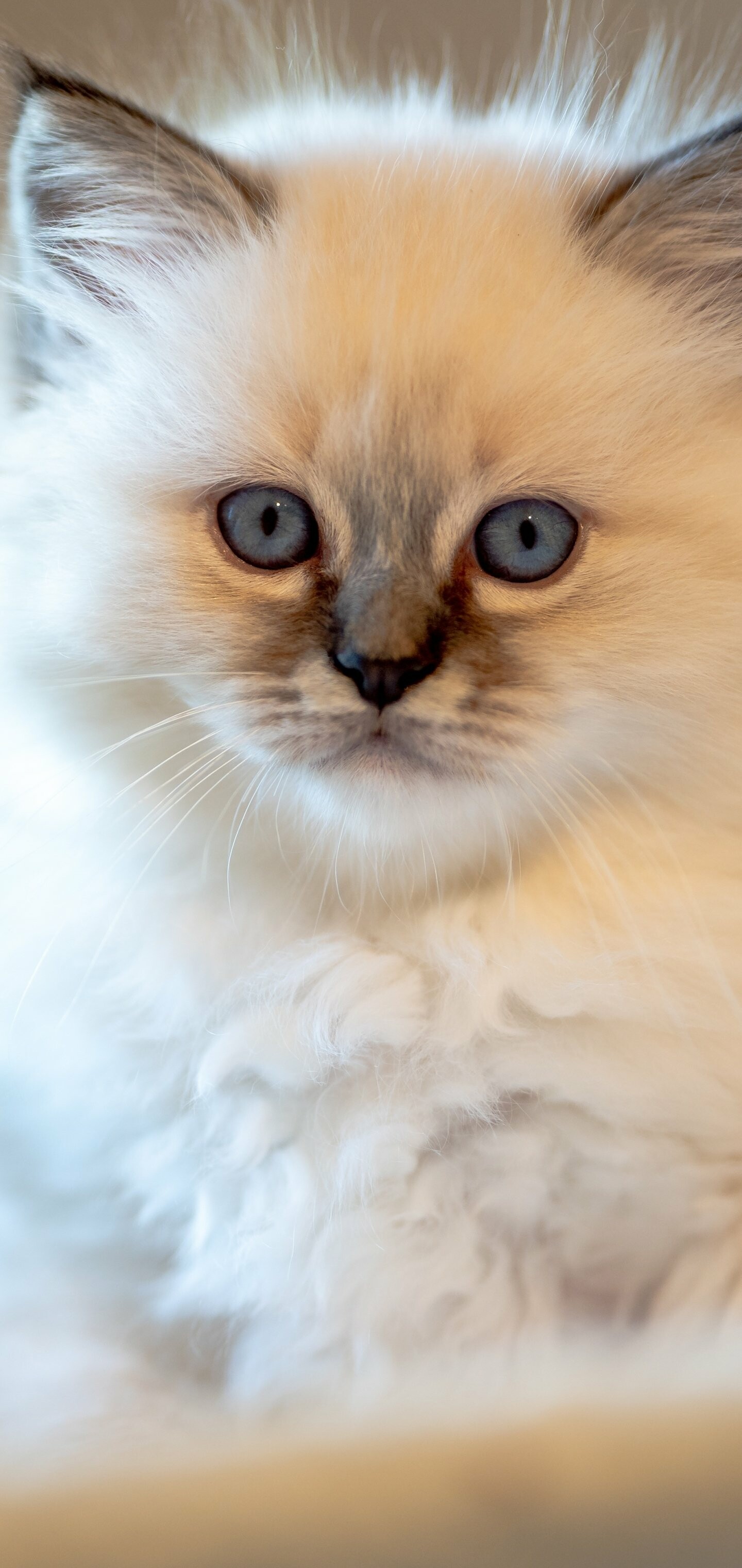 Ragdoll: Distinguishable by the upside-down V-shaped markings on their foreheads, large round blue eyes, soft, thick coats, thick limbs, long tails, and soft bodies, Felidae. 1440x3040 HD Wallpaper.