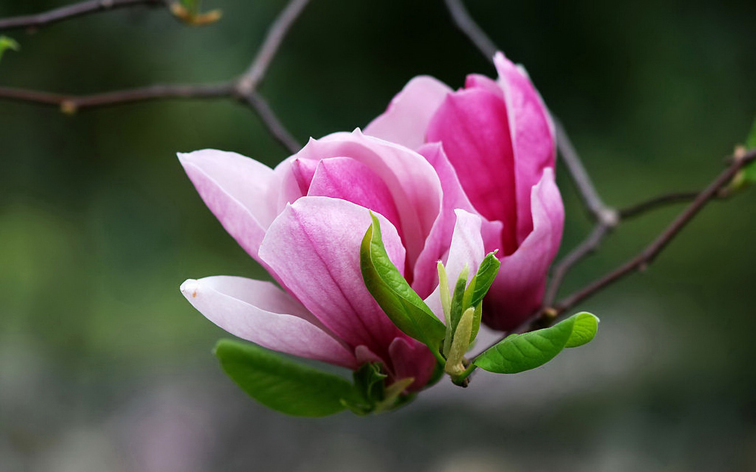 Vibrant magnolias, Delicate petals, Fresh blooms, Natural wonder, 2560x1600 HD Desktop