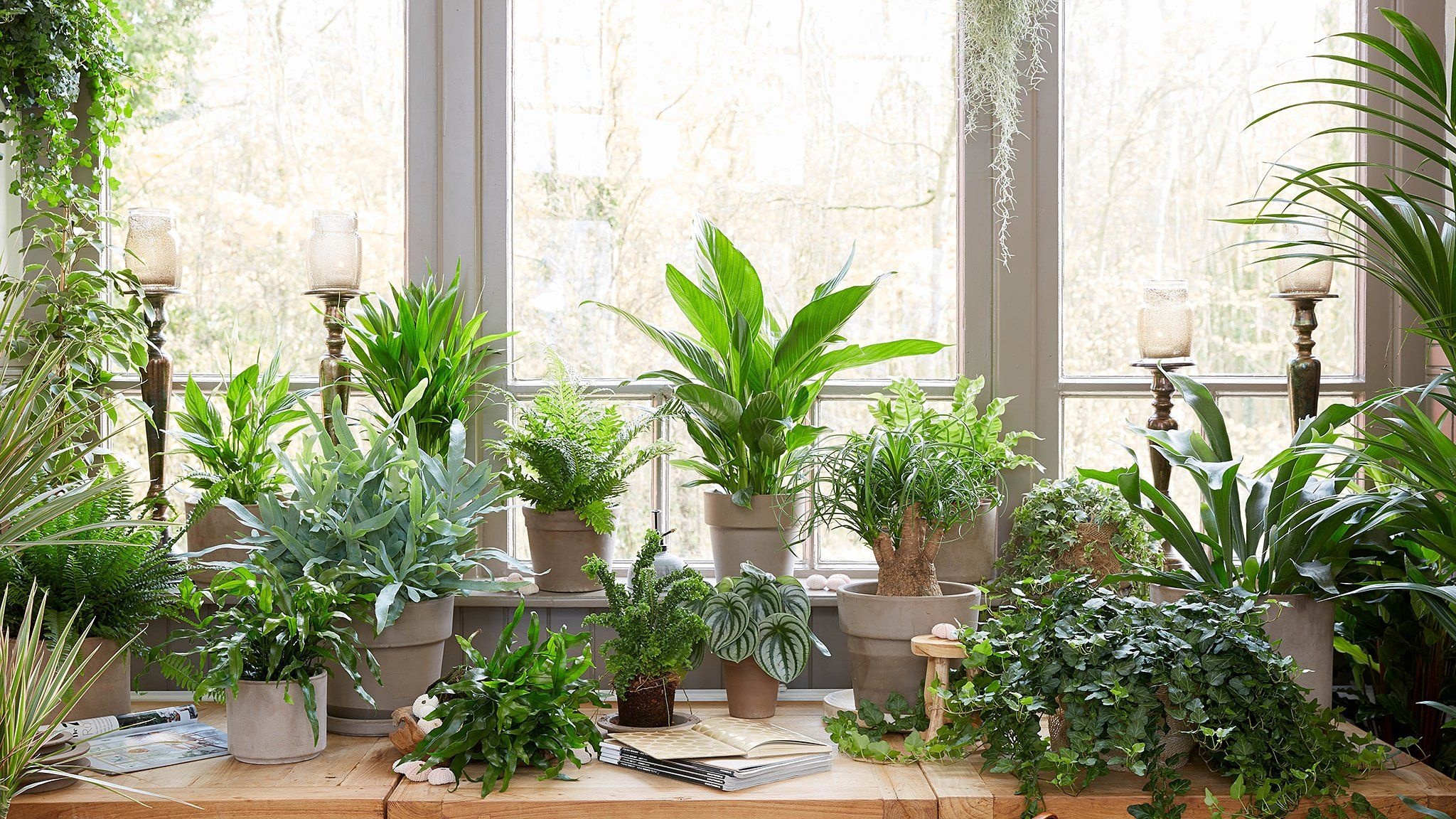 Indoor plants, Vibrant interiors, Natural beauty, Lush greenery, 2050x1160 HD Desktop
