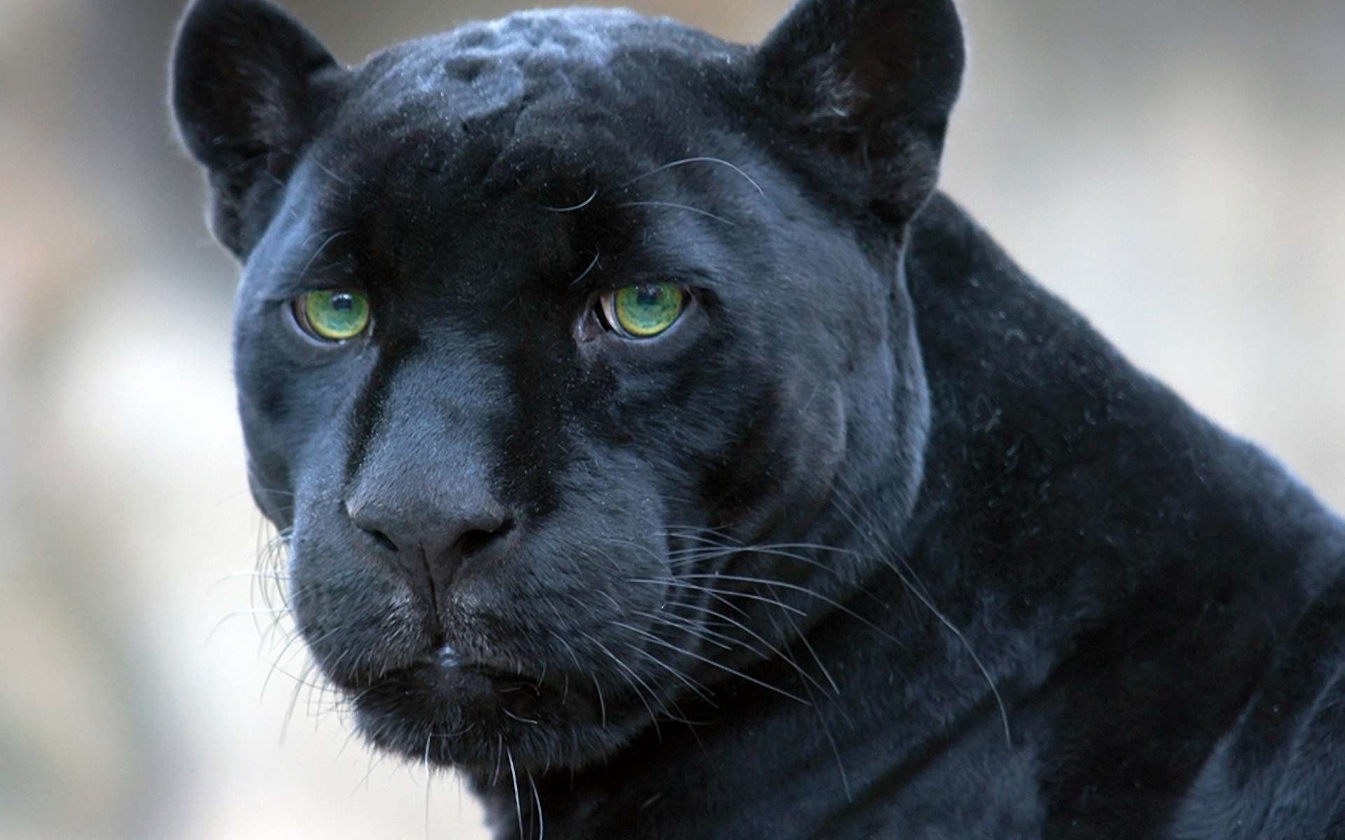 Black Panther (Animal): One of the world’s largest felines, Adaptable animals found in many environments. 1920x1200 HD Wallpaper.