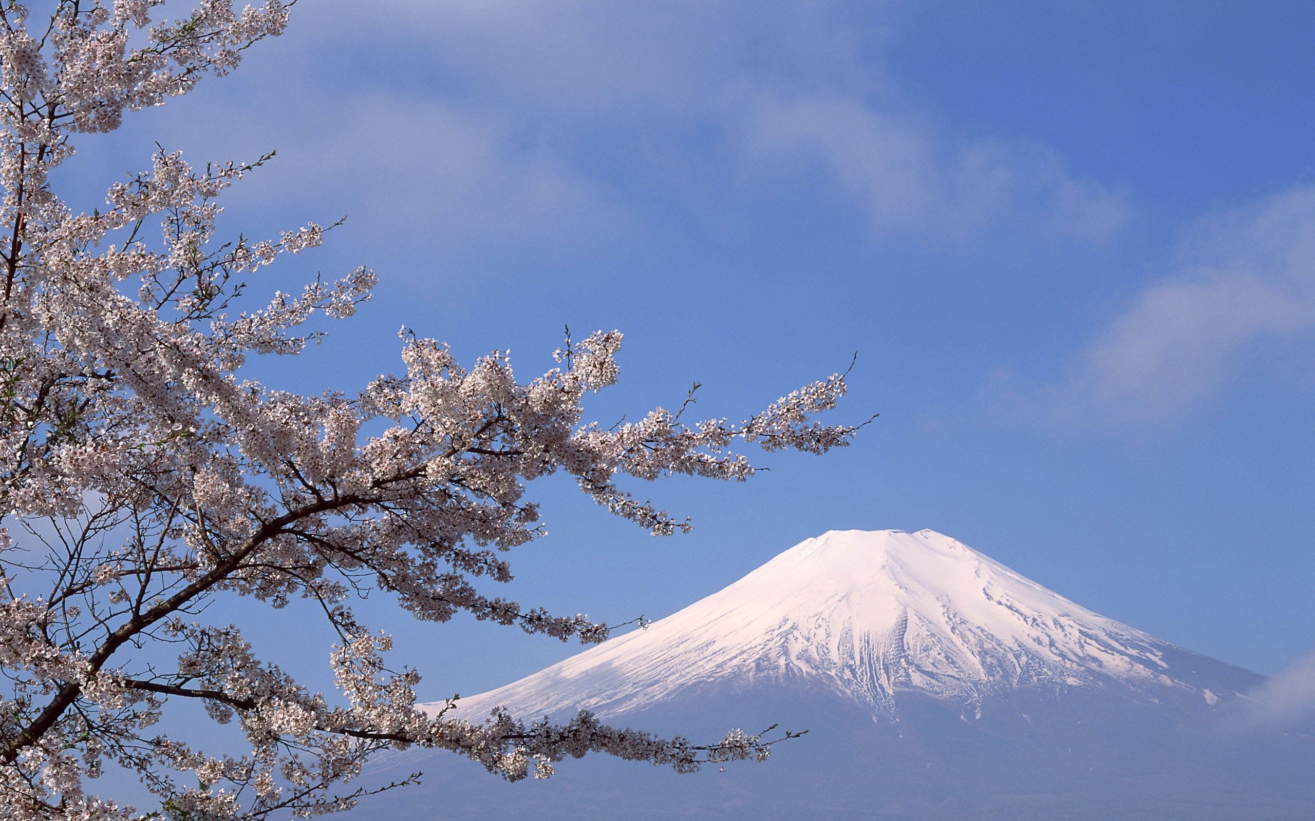 Mount Fuji, Travels, Japan, Sakura Wallpaper, 2560x1600 HD Desktop