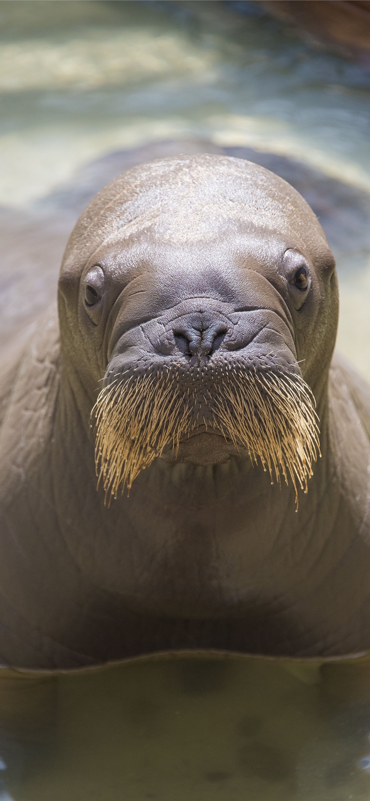 Best walrus iPhone wallpapers, High-definition images, Mobile backgrounds, Stunning visuals, 1290x2780 HD Phone