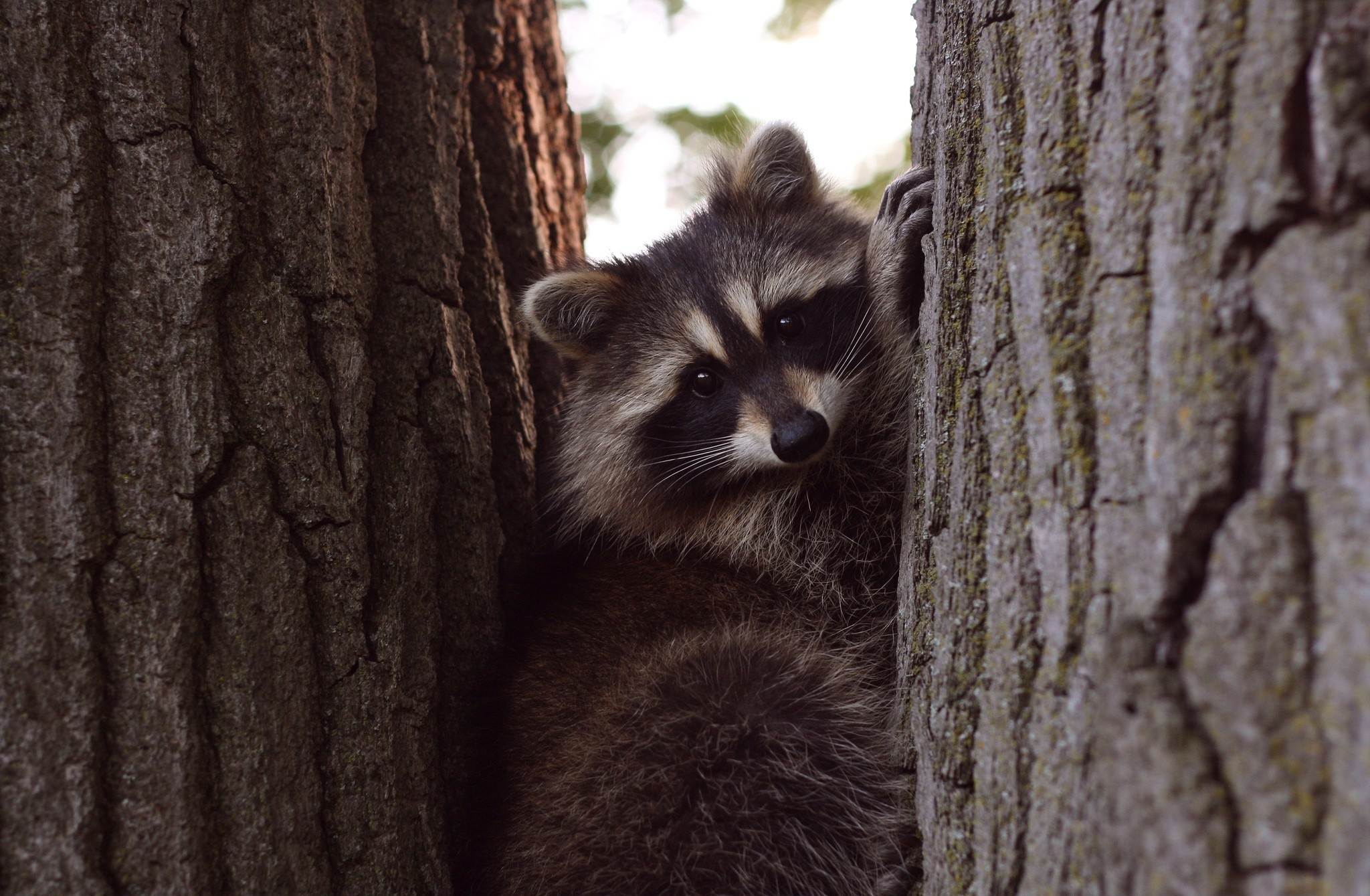 Cute raccoon, Curious creature, Forest dweller, Masked bandit, 2050x1340 HD Desktop