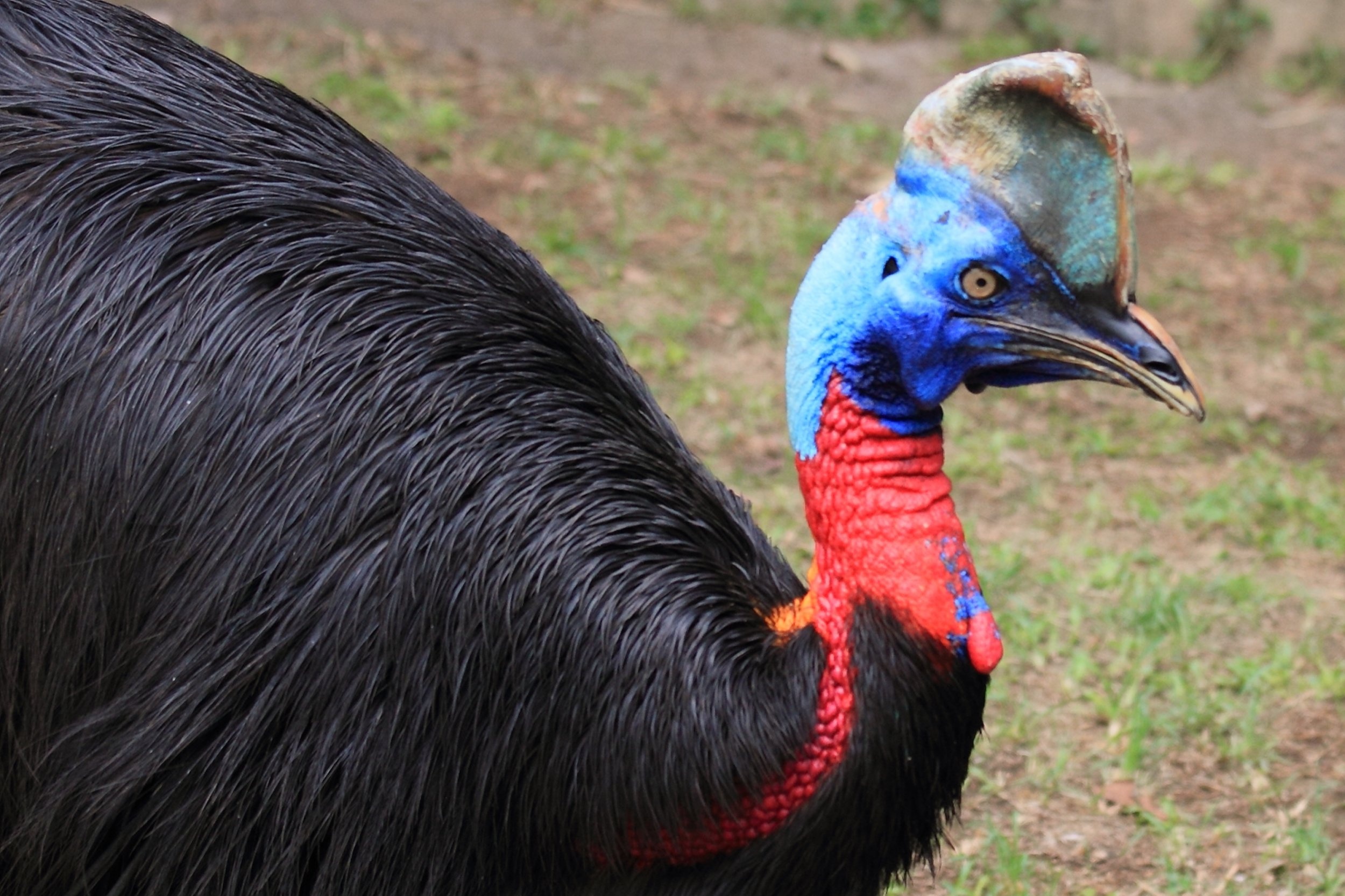 Florida man's lethal encounter, Cassowary's dangerous reputation, Giant exotic bird attack, Deadly claws, 2500x1670 HD Desktop