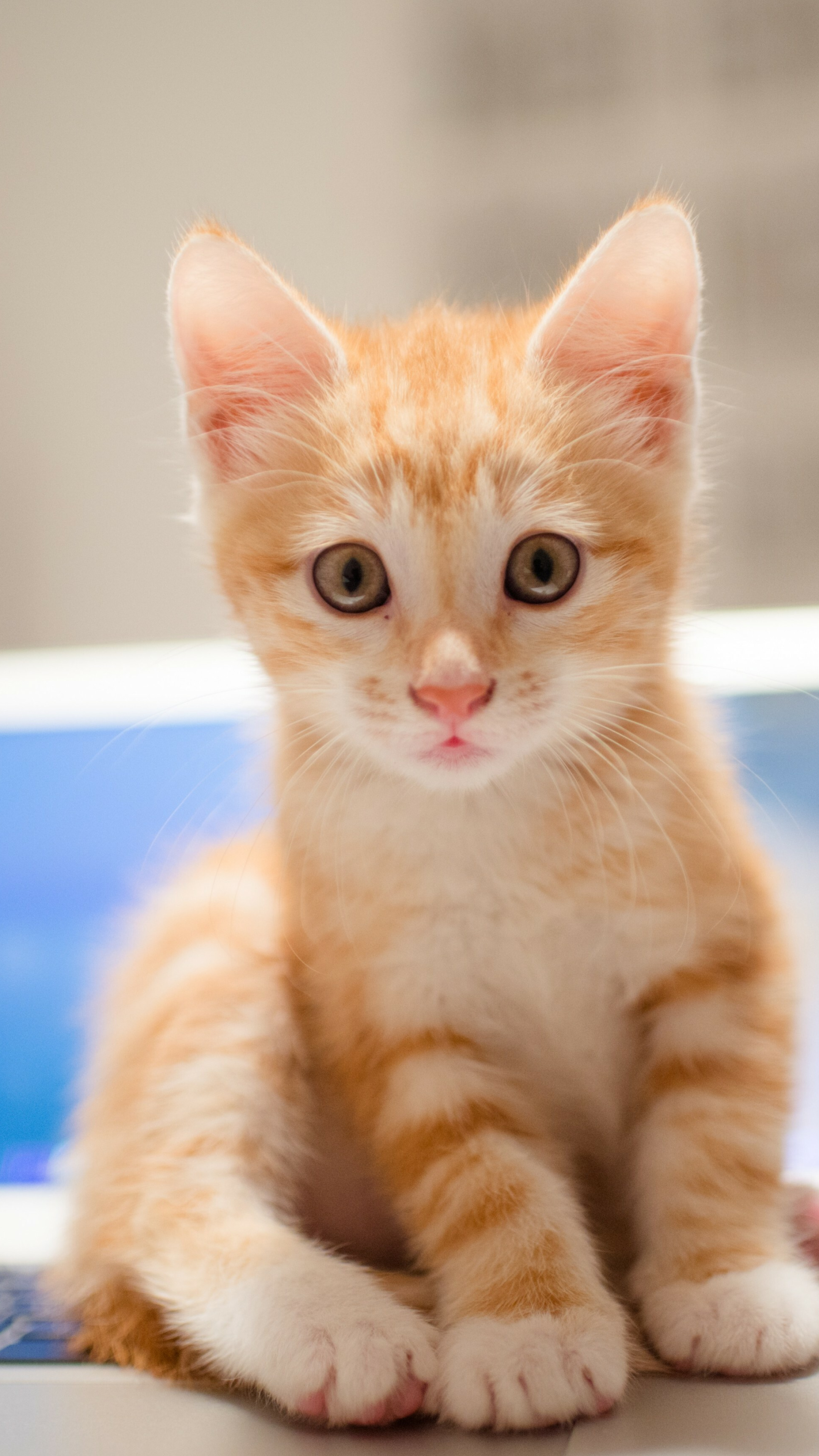 Kitten: Domesticated member of the family Felidae, Red-furred species, Cat. 2160x3840 4K Background.