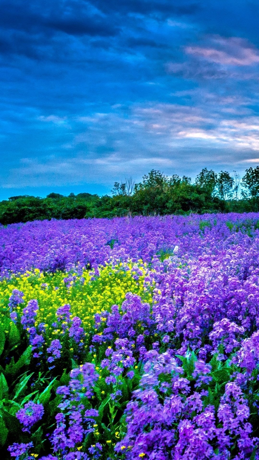 Flower Field: Greenery, An area of perennial grassland. 1080x1920 Full HD Background.