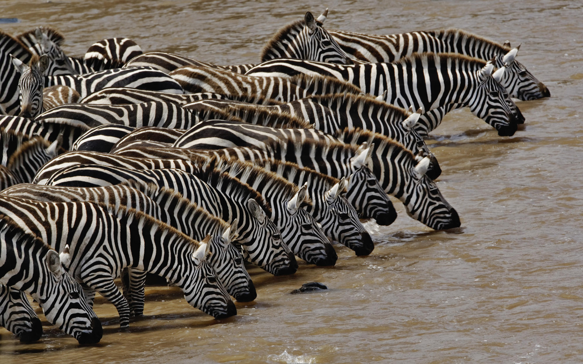 Atemberaubende Zebra-Hintergrundbilder in hoher Auflösung herunterladen, 1920x1200 HD Desktop