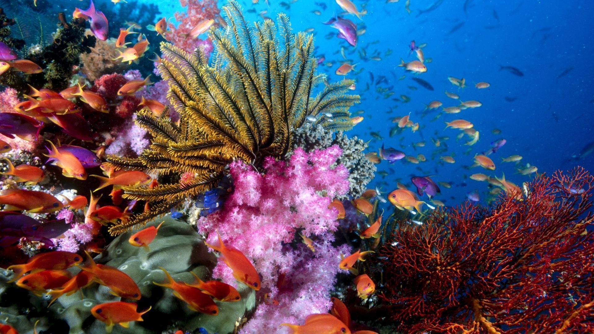 Coral Sea, Coral Reef, Underwater World, Marine Life, 1920x1080 Full HD Desktop