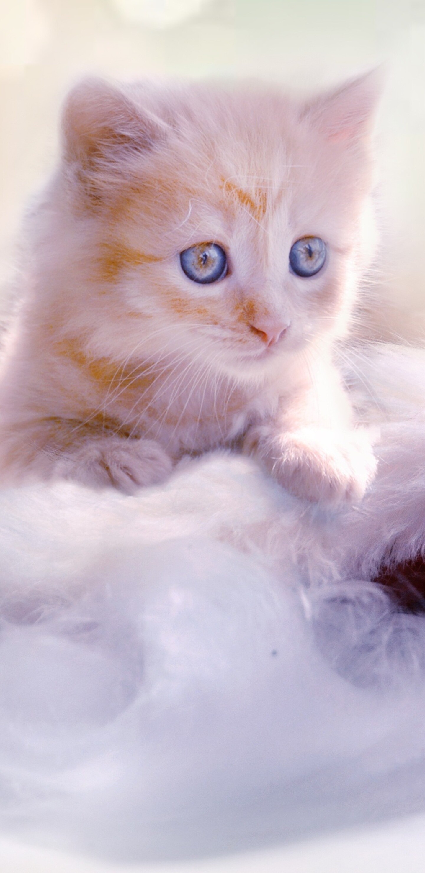 Kitten: A juvenile cat, Feline. 1440x2960 HD Background.