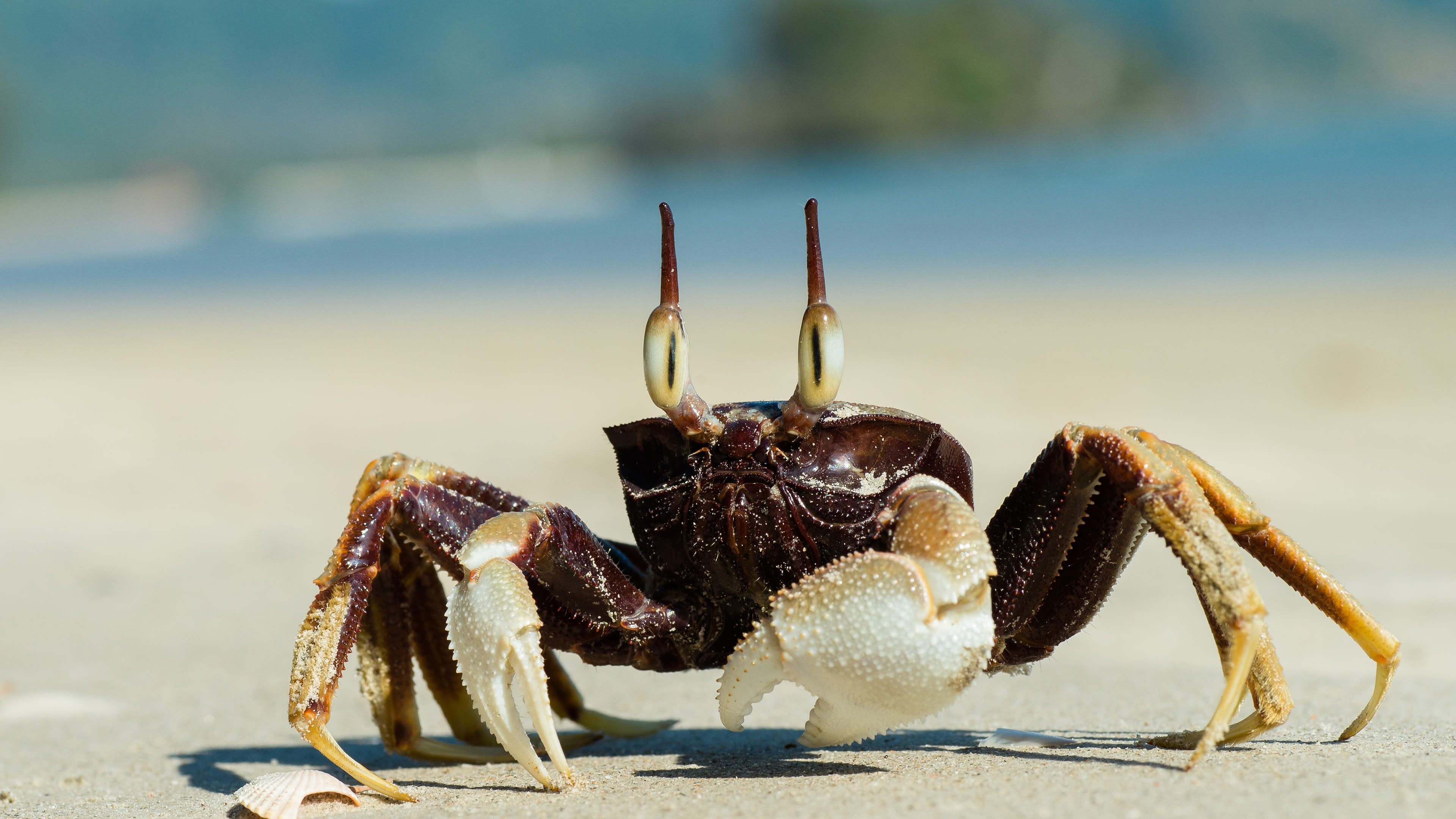 Crab: Ghost crab, Armed with a pair of chelae (claws) animal. 3840x2160 4K Wallpaper.