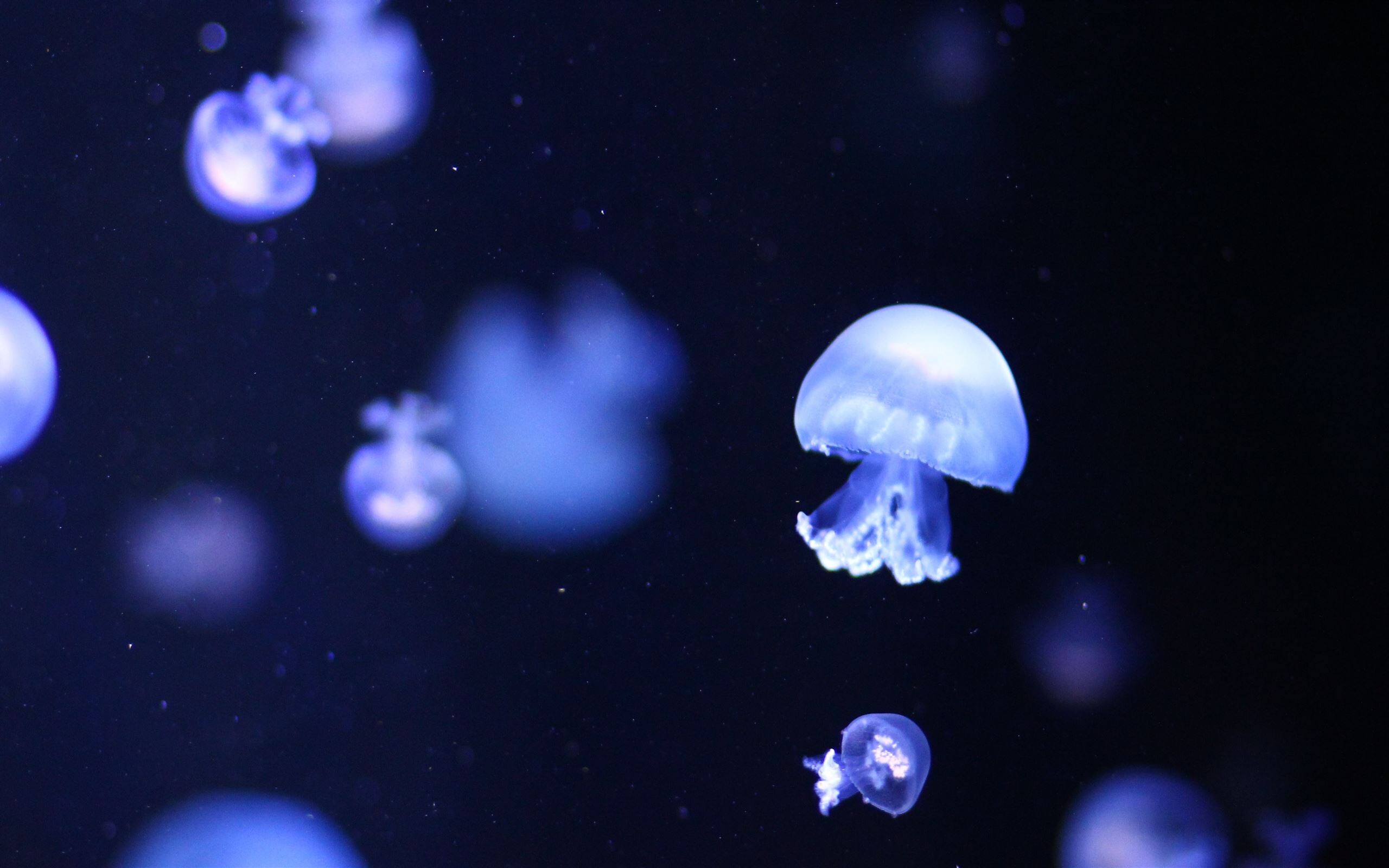 Glowing Jellyfish: Aequorea jellies, Delicate tentacles that hang down from the sides of the bell. 2560x1600 HD Wallpaper.