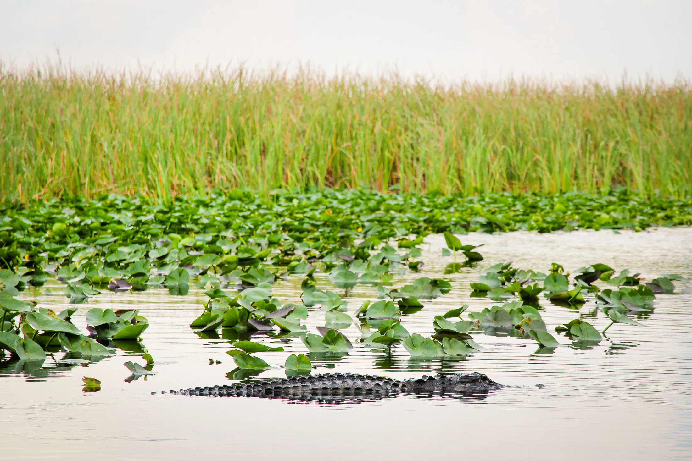 Vollständiger Leitfaden für den Besuch des Everglades-Nationalparks, 2200x1470 HD Desktop