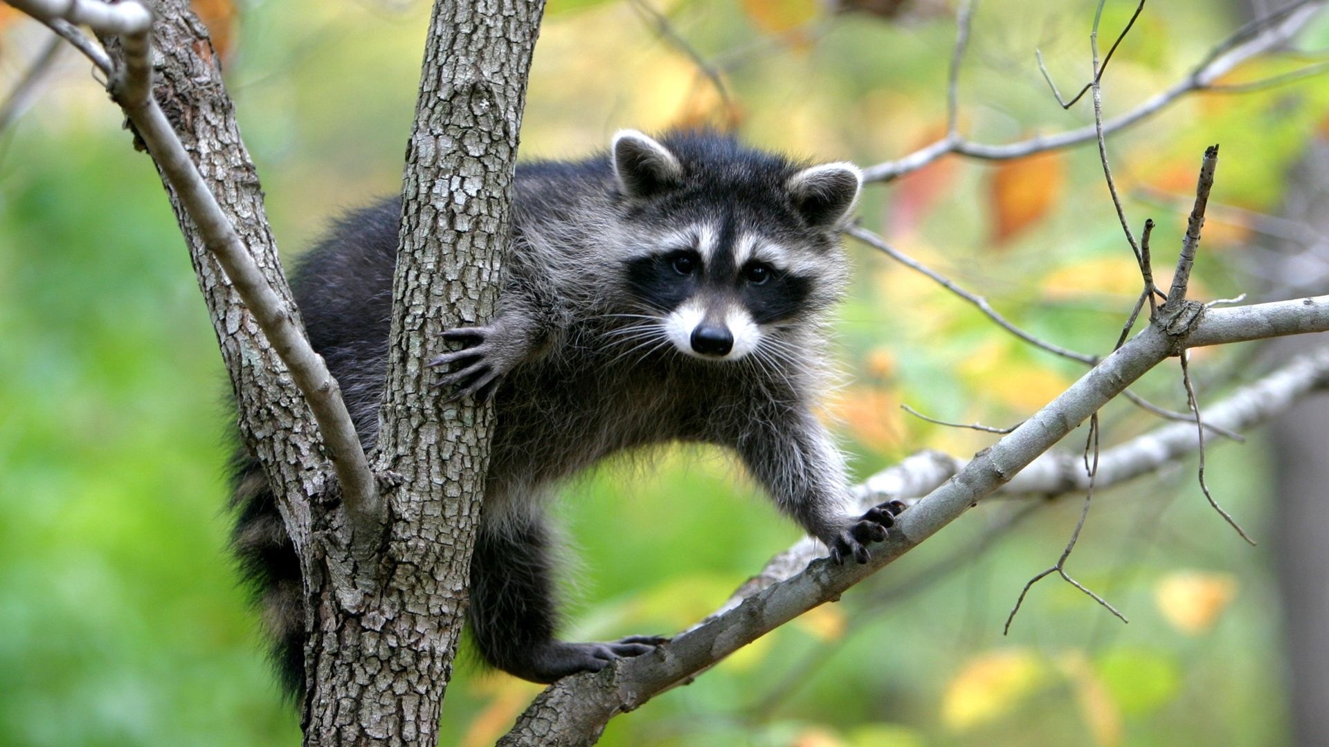Mischievous raccoon, Wildlife photography, Nature's beauty, Animal lover, 1920x1080 Full HD Desktop