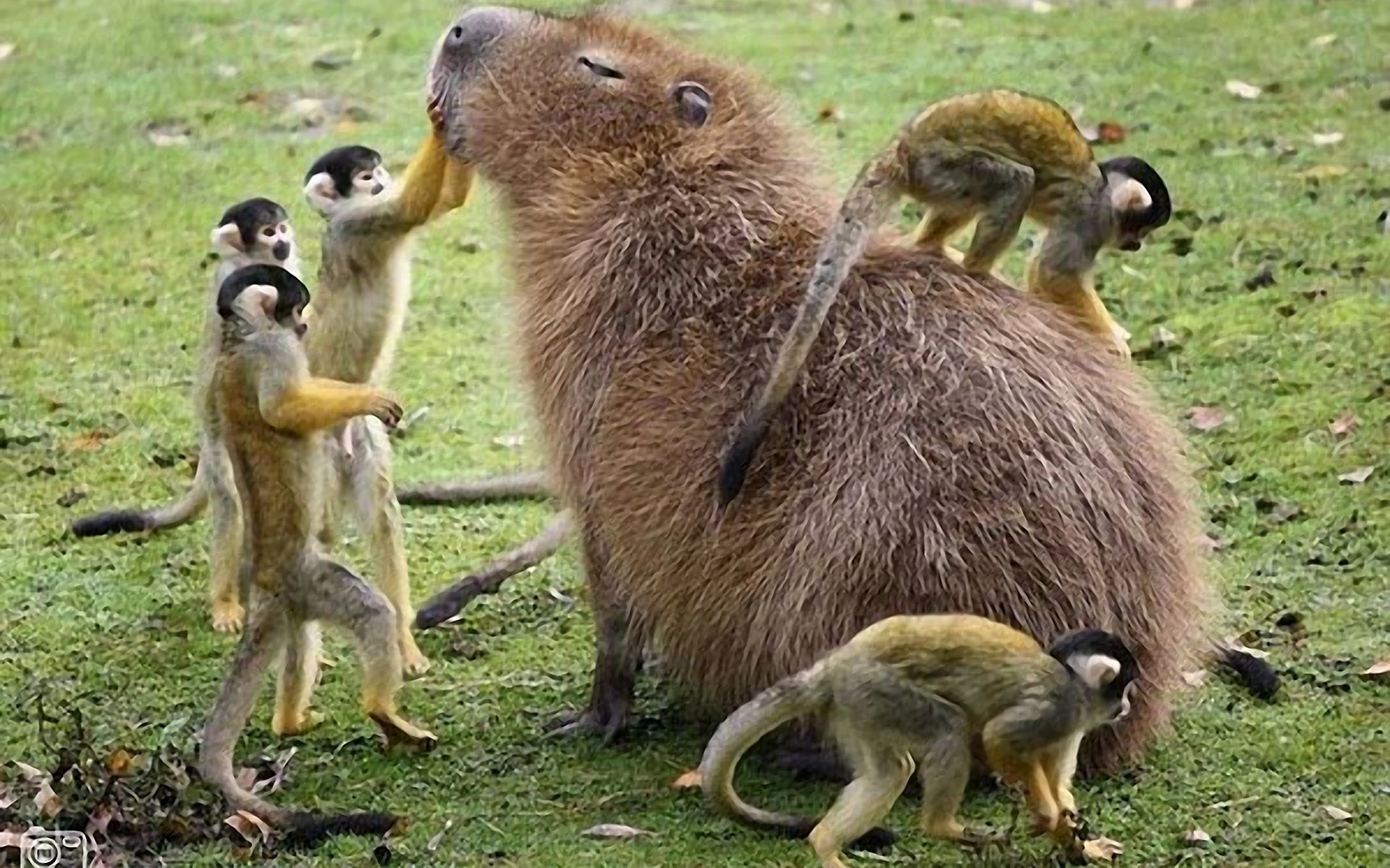 Capybara wallpapers, Cute animals, Adorable rodents, High-quality backgrounds, 1920x1200 HD Desktop
