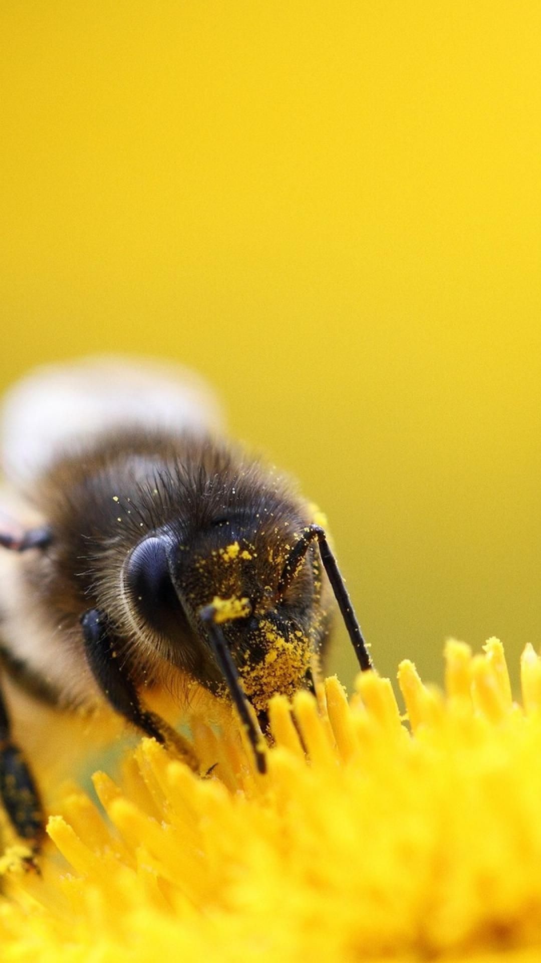 Bee: Winged insects closely related to wasps and ants, Pollen. 1080x1920 Full HD Wallpaper.