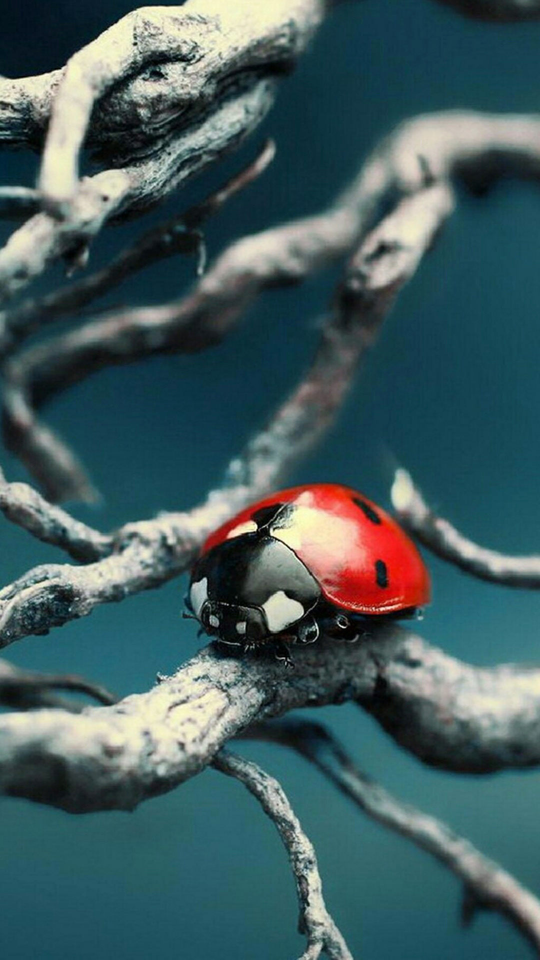 Beetle insect wallpaper, Mobile backgrounds, Insect's armor, Exquisite details, 1080x1920 Full HD Phone