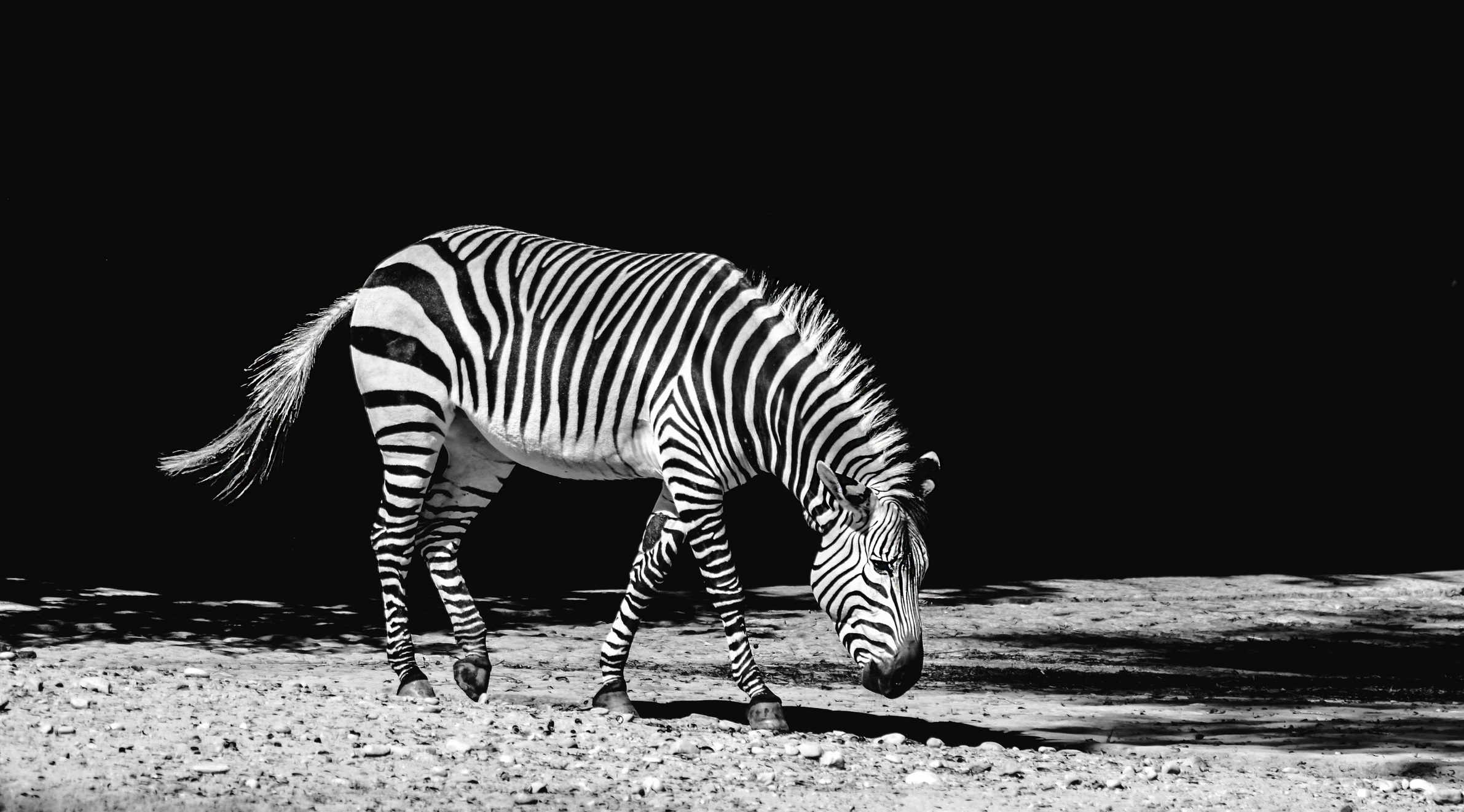 Best zebra pattern photos, Free stock photos, Versatile patterns, Stunning zebra imagery, 2390x1330 HD Desktop