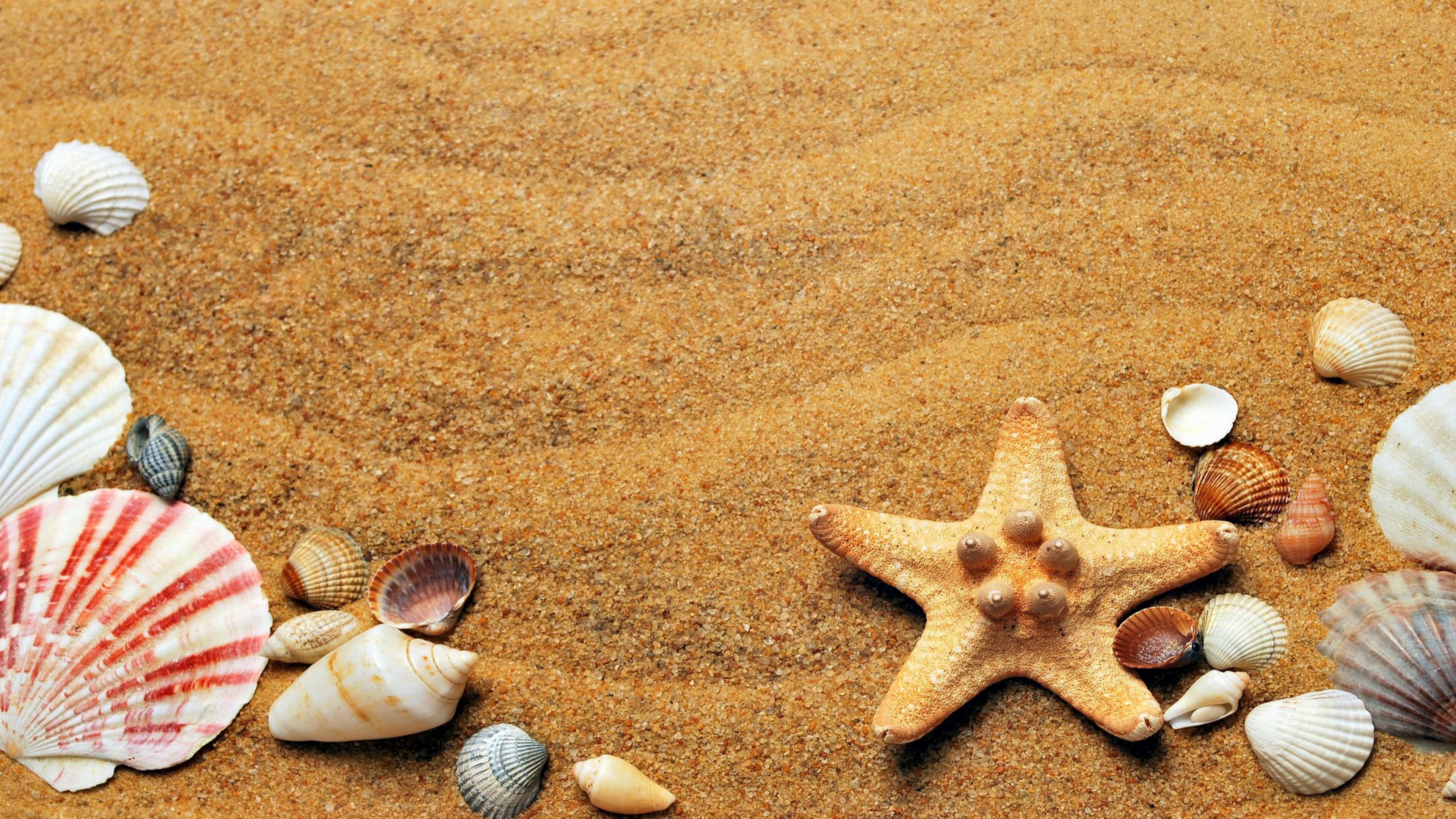 Starfish: Beach Starfish Wallpaper- HD/4K - pling.com. 3840x2160 4K Background.