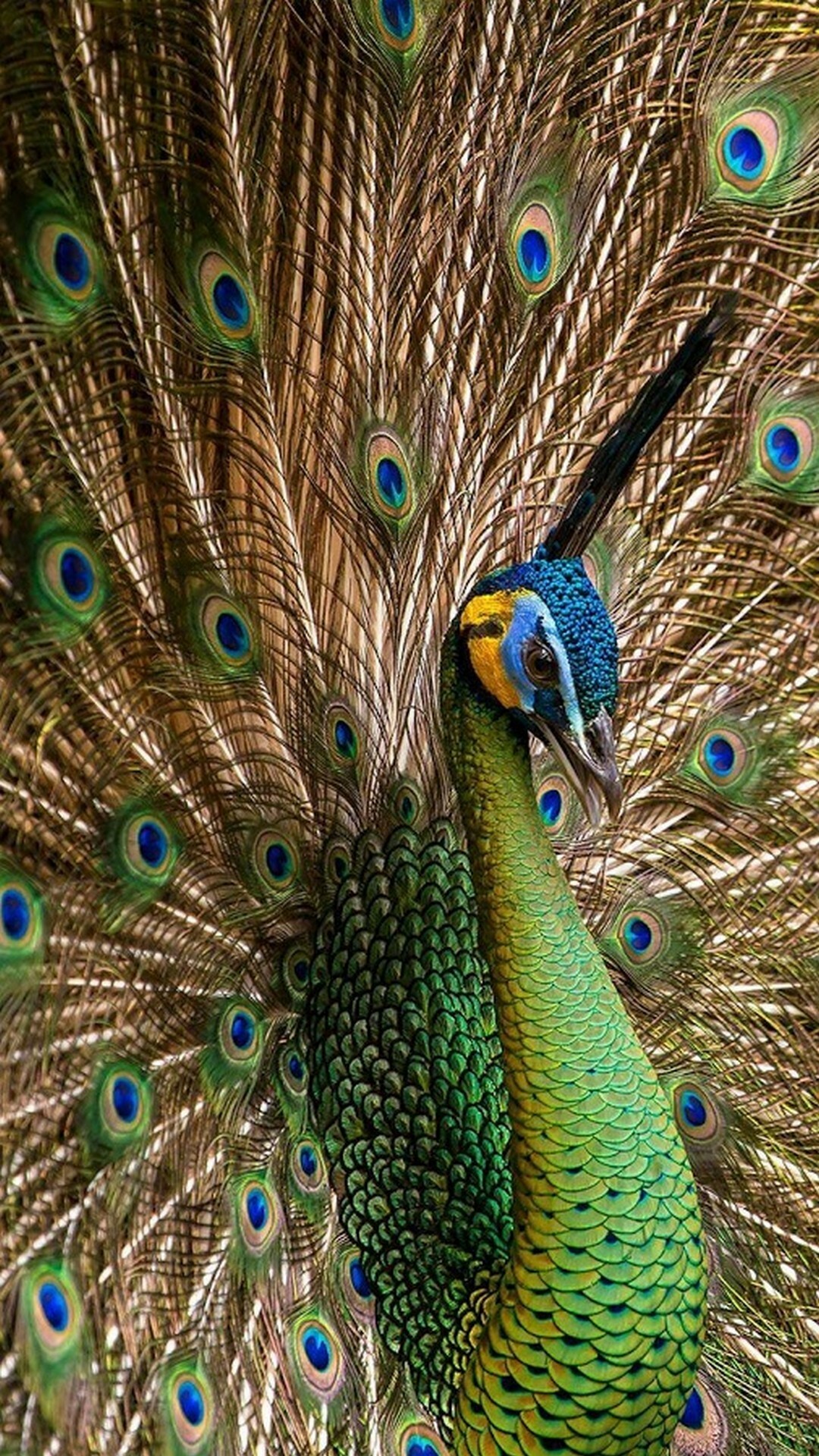 Peacock: The one African species is the Congo peafowl. 1080x1920 Full HD Wallpaper.