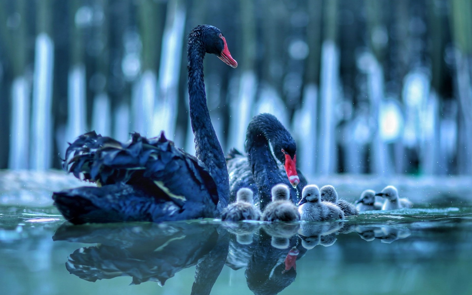 Black Swan (Bird): Lake, Chicks, Swans, Beautiful birds. 1920x1200 HD Wallpaper.