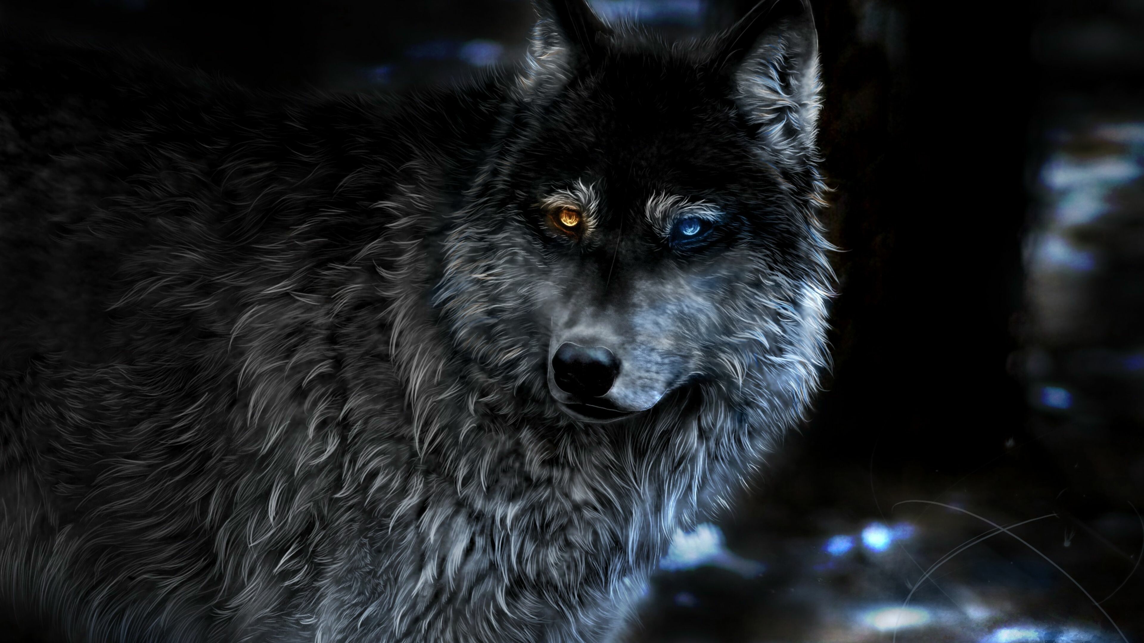Wolf: Of all members of the genus Canis, it is most specialized for cooperative game hunting as demonstrated by its physical adaptations to tackling large prey, its more social nature, and its highly advanced expressive behavior. 3840x2160 4K Wallpaper.