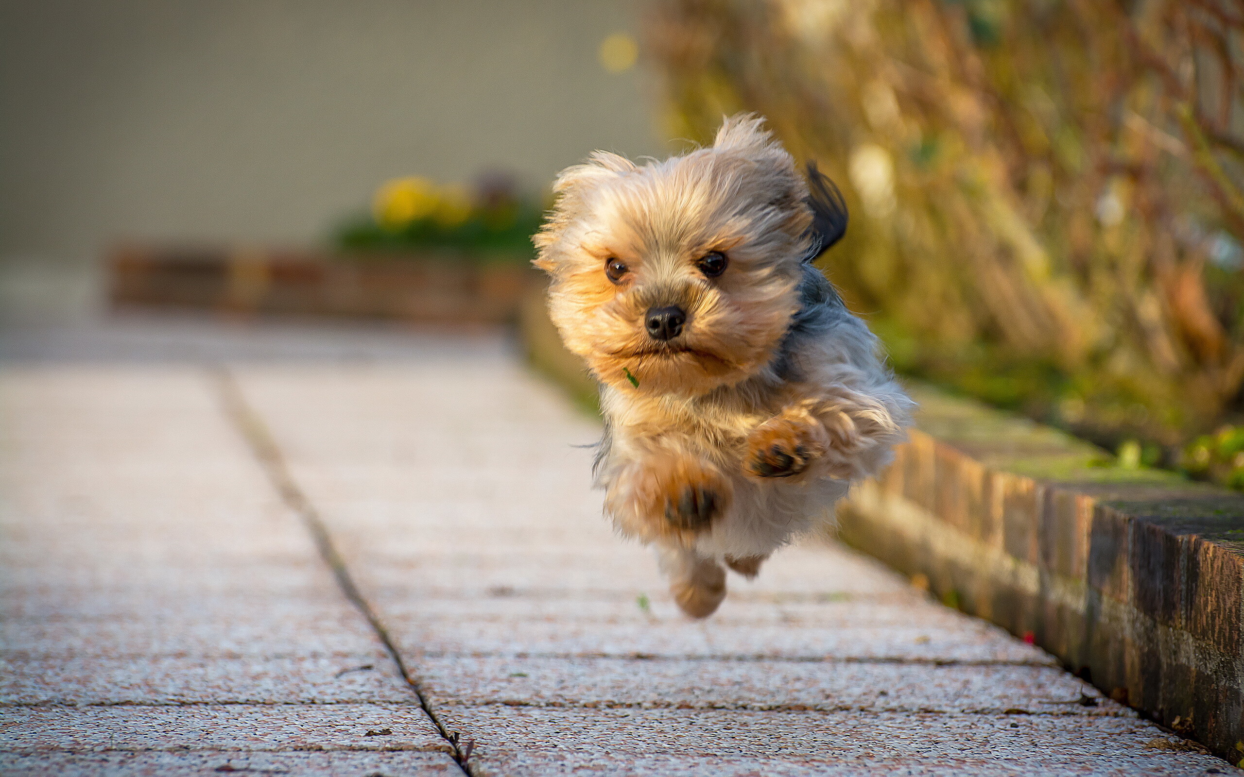Yorkshire Terrier, Download wallpapers, Yorkshire terrier running dog, Cute dog, 2560x1600 HD Desktop