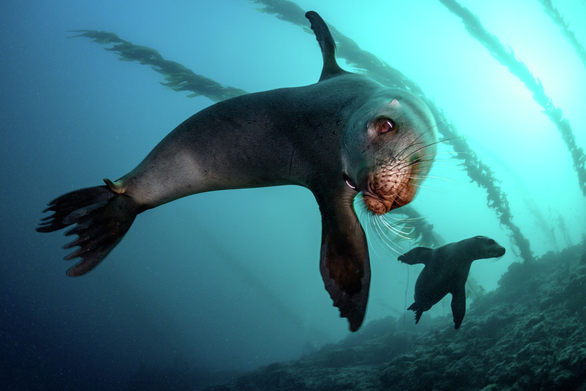 St. Louis Zoo sea lions, Preparing for shows, Captivating marine creatures, Underwater mesmerization, 2050x1370 HD Desktop