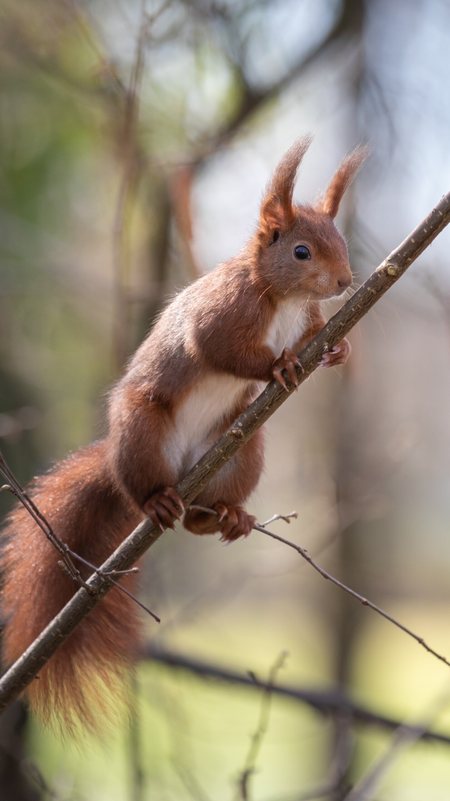 Squirrel: A large family of small or medium-sized rodents called the Sciuridae. 1440x2560 HD Wallpaper.