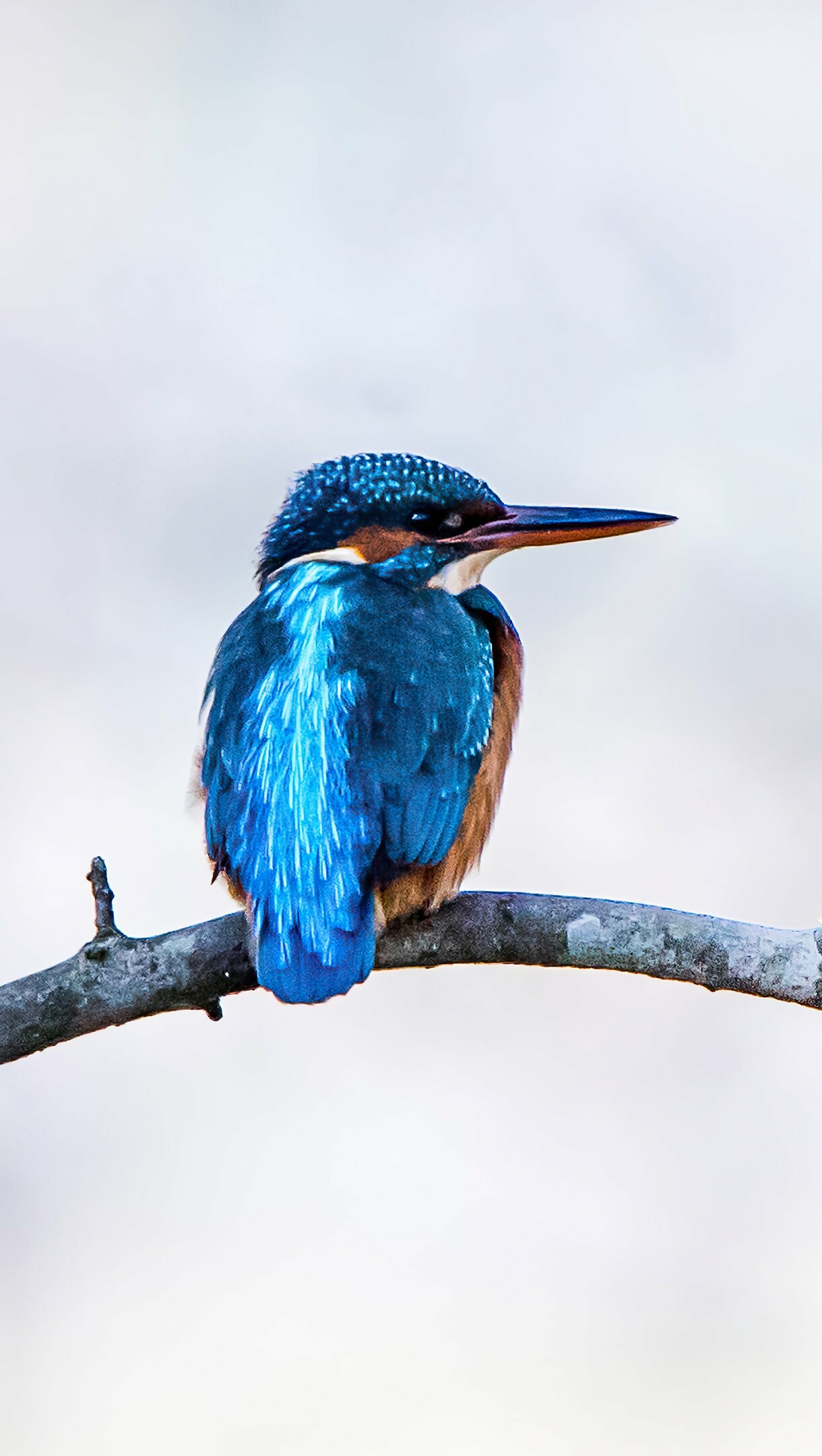 Bird: Kingfisher, Pipedal, warm-blooded, oviparous vertebrates. 1220x2160 HD Background.
