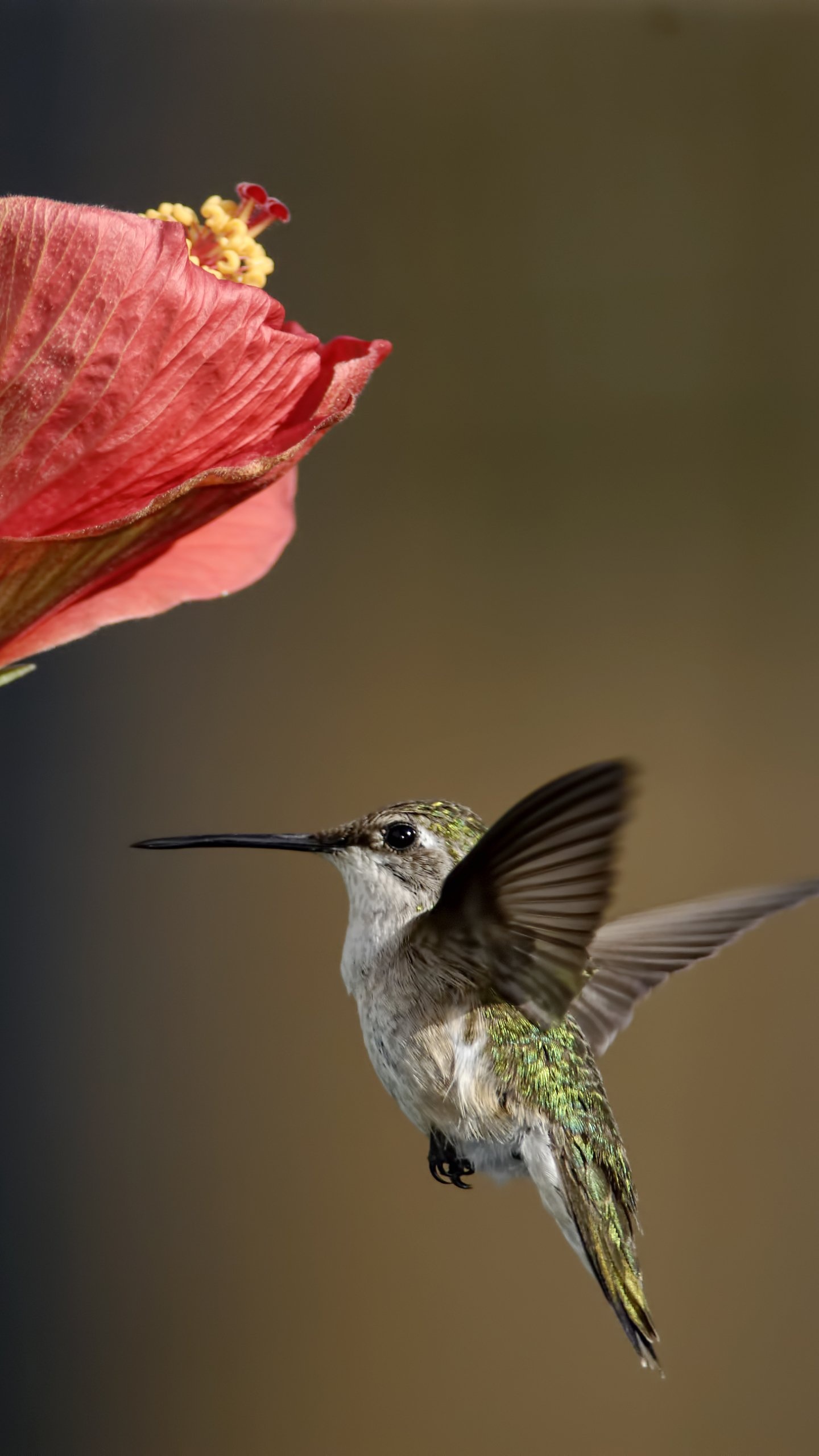 Animal hummingbird, Striking creature, Nature's gem, Graceful presence, 1440x2560 HD Phone