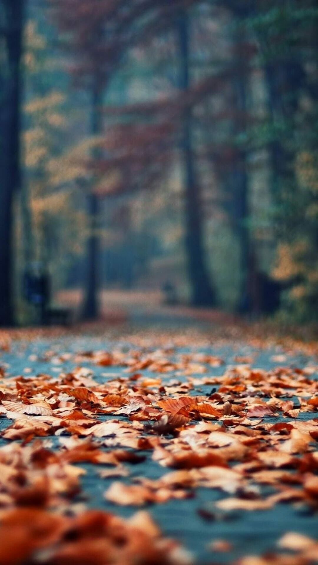 Herbstlaub, Rustikale Gasse, Lebendiges Laub, Saisonale Schnheit, 1080x1930 HD Handy