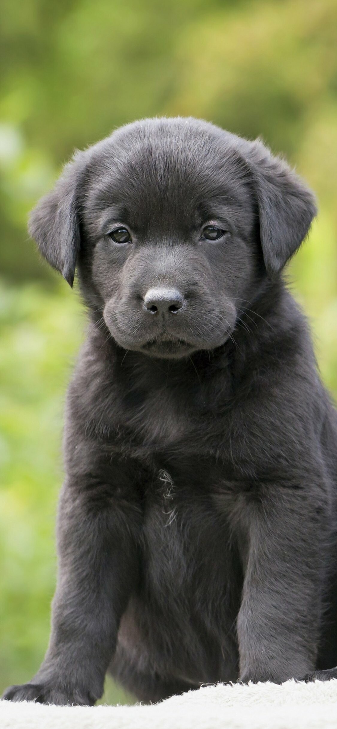Puppy: Labrador Retriever, Bred as a sporting and hunting dog but is widely kept as a companion dog. 1130x2440 HD Wallpaper.