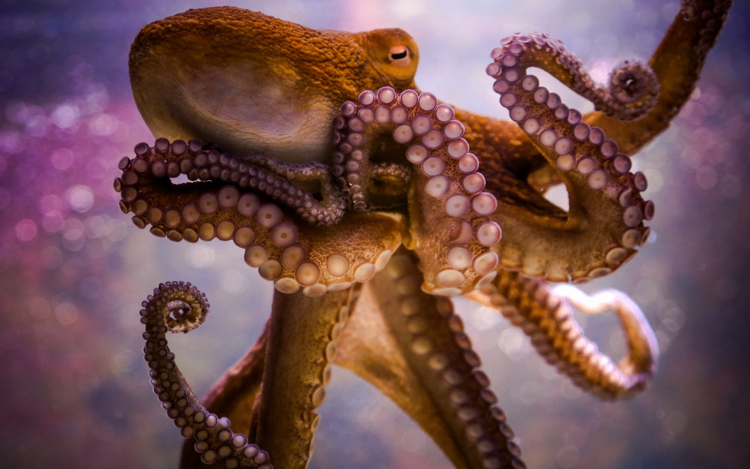 Tentacles in HD, Desktop wallpaper download, Stunning cephalopod image, Blue ring octopus, 2560x1600 HD Desktop