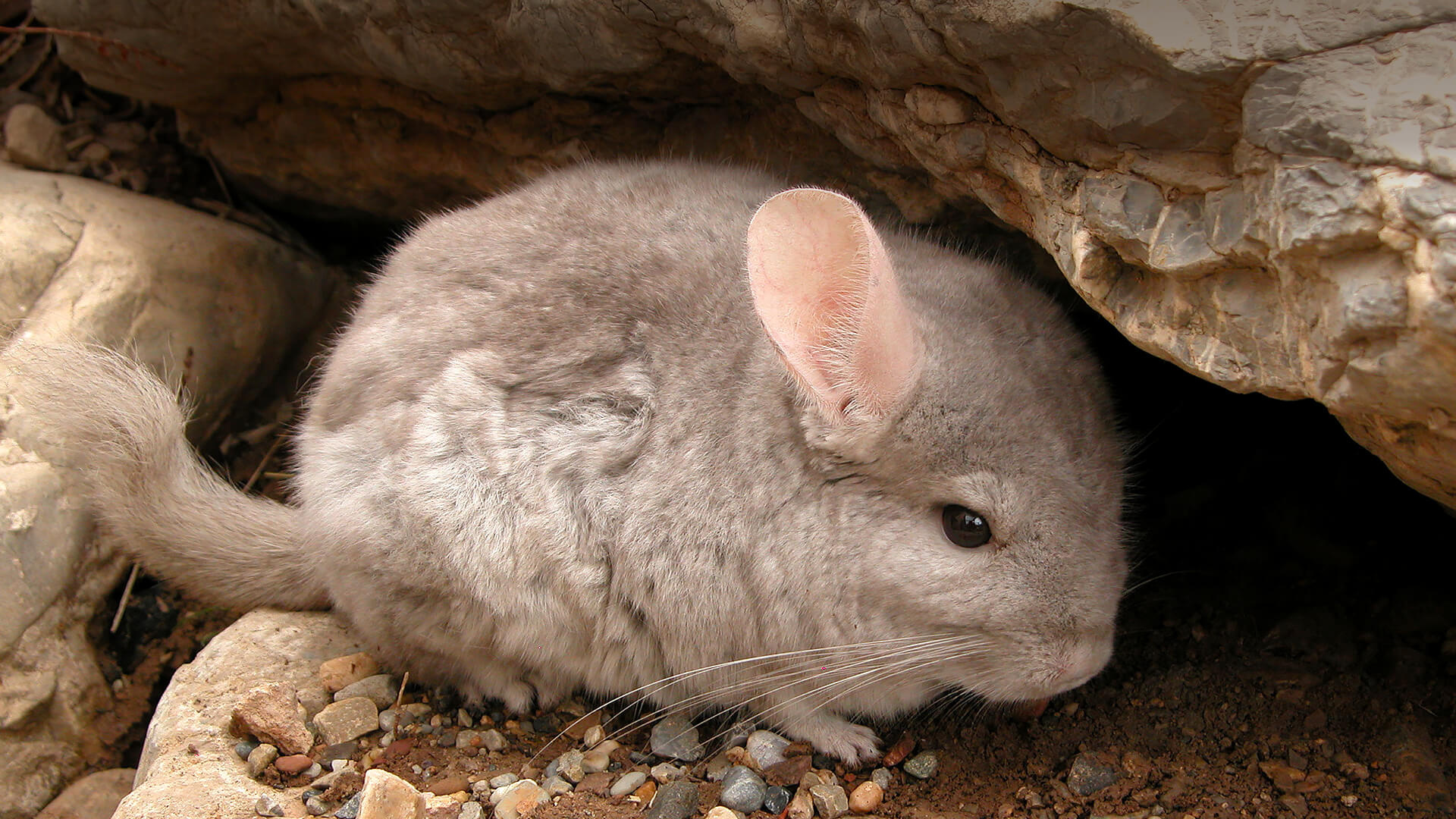What is a chinchilla, Rodent facts, Pet information, Fun and interesting, 1920x1080 Full HD Desktop