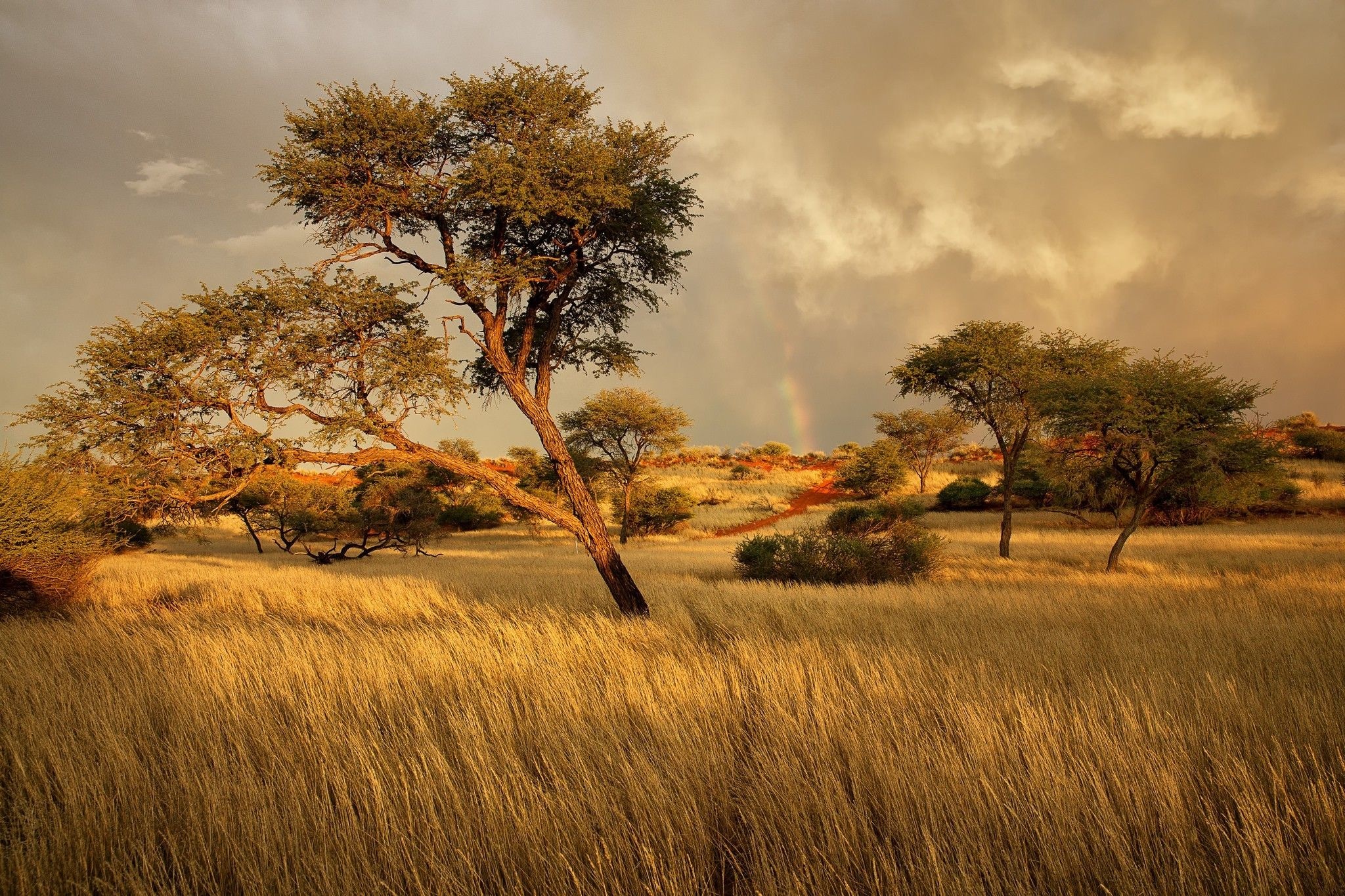 Grassland: African countryside, Environment, Land, Landscape, Non-urban area. 2050x1370 HD Background.