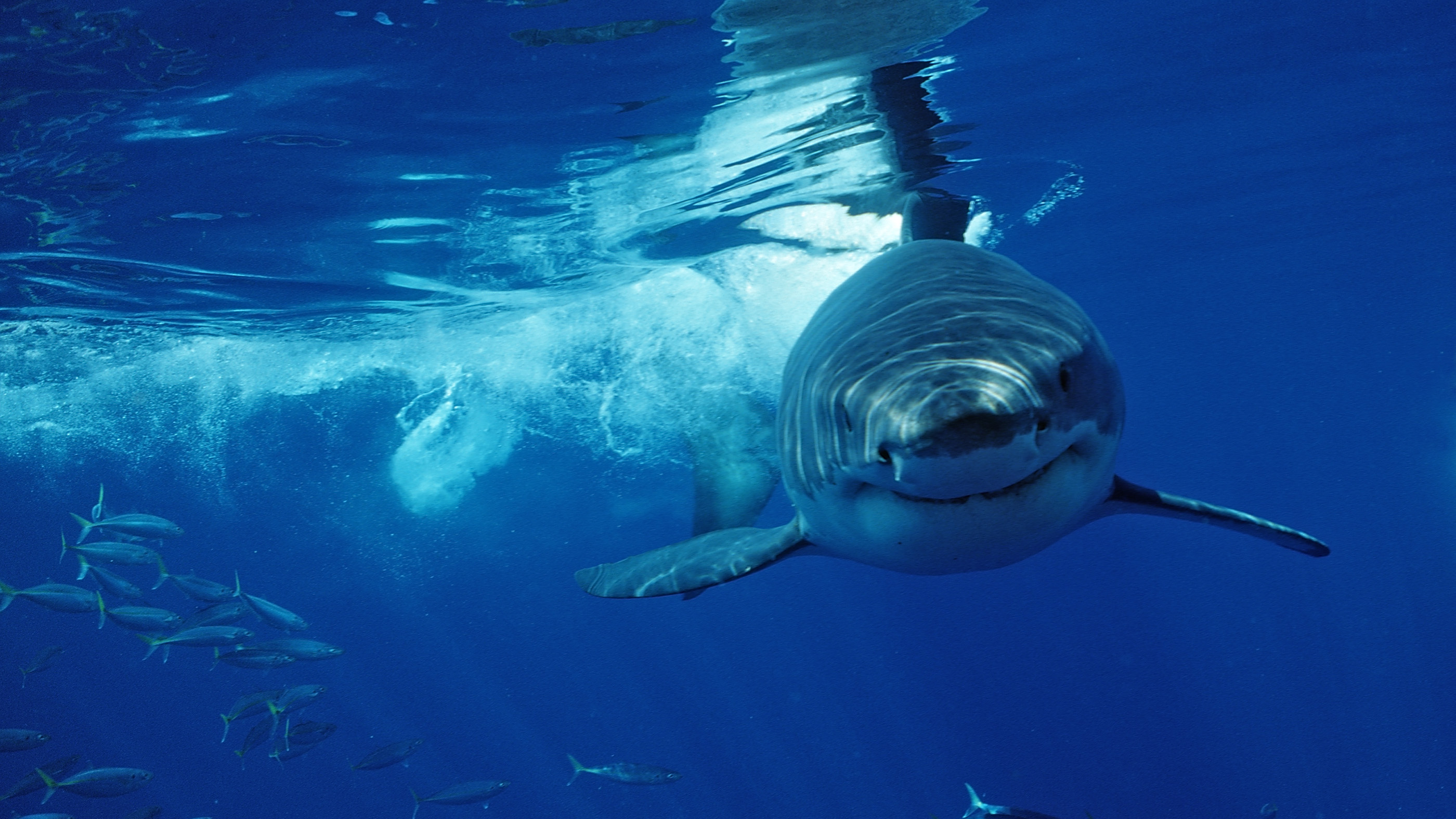 Great White Shark: A vulnerable species according to The International Union for Conservation of Nature. 2800x1580 HD Background.