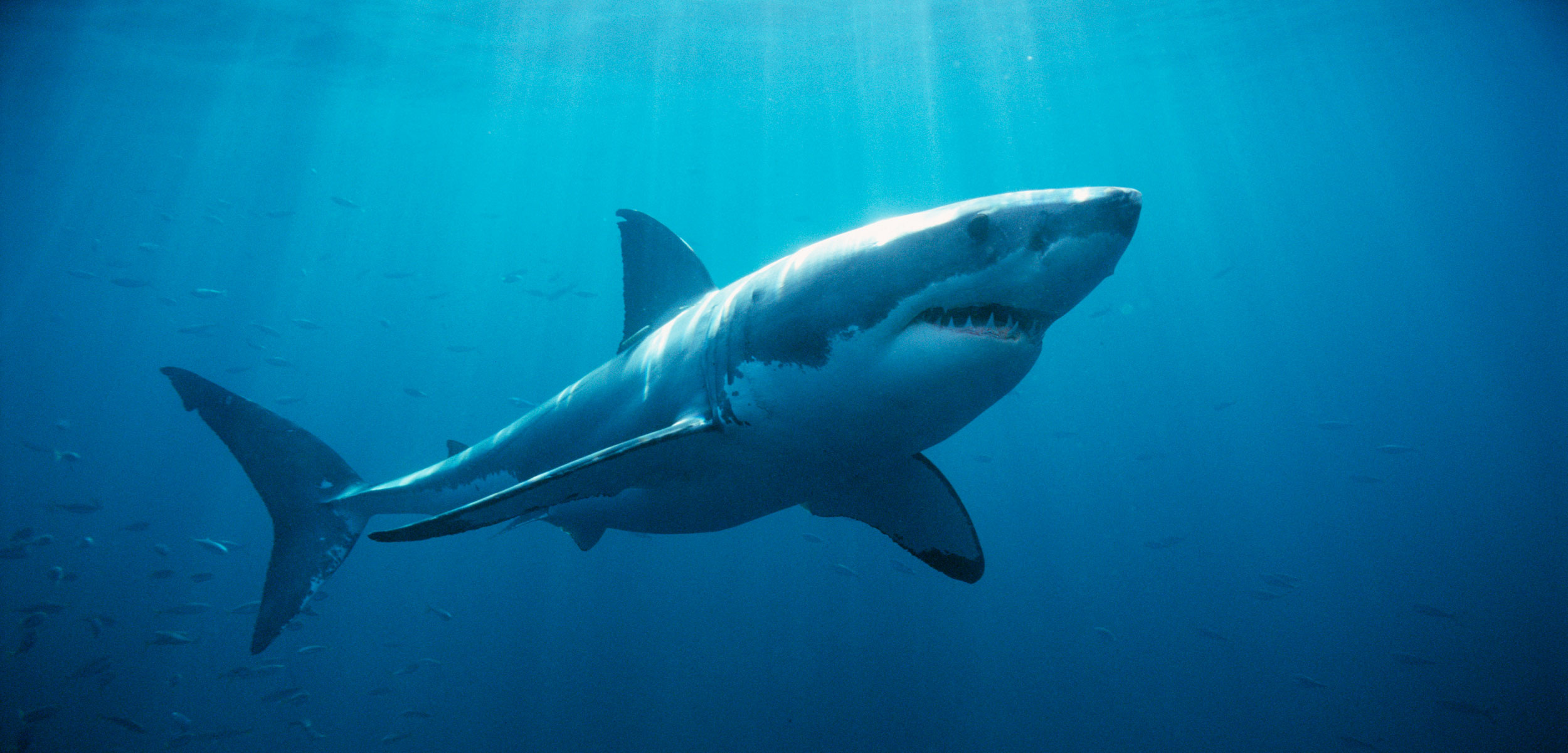 Great White Shark: One of the primary predators of marine mammals, up to the size of large baleen whales. 2500x1210 Dual Screen Wallpaper.