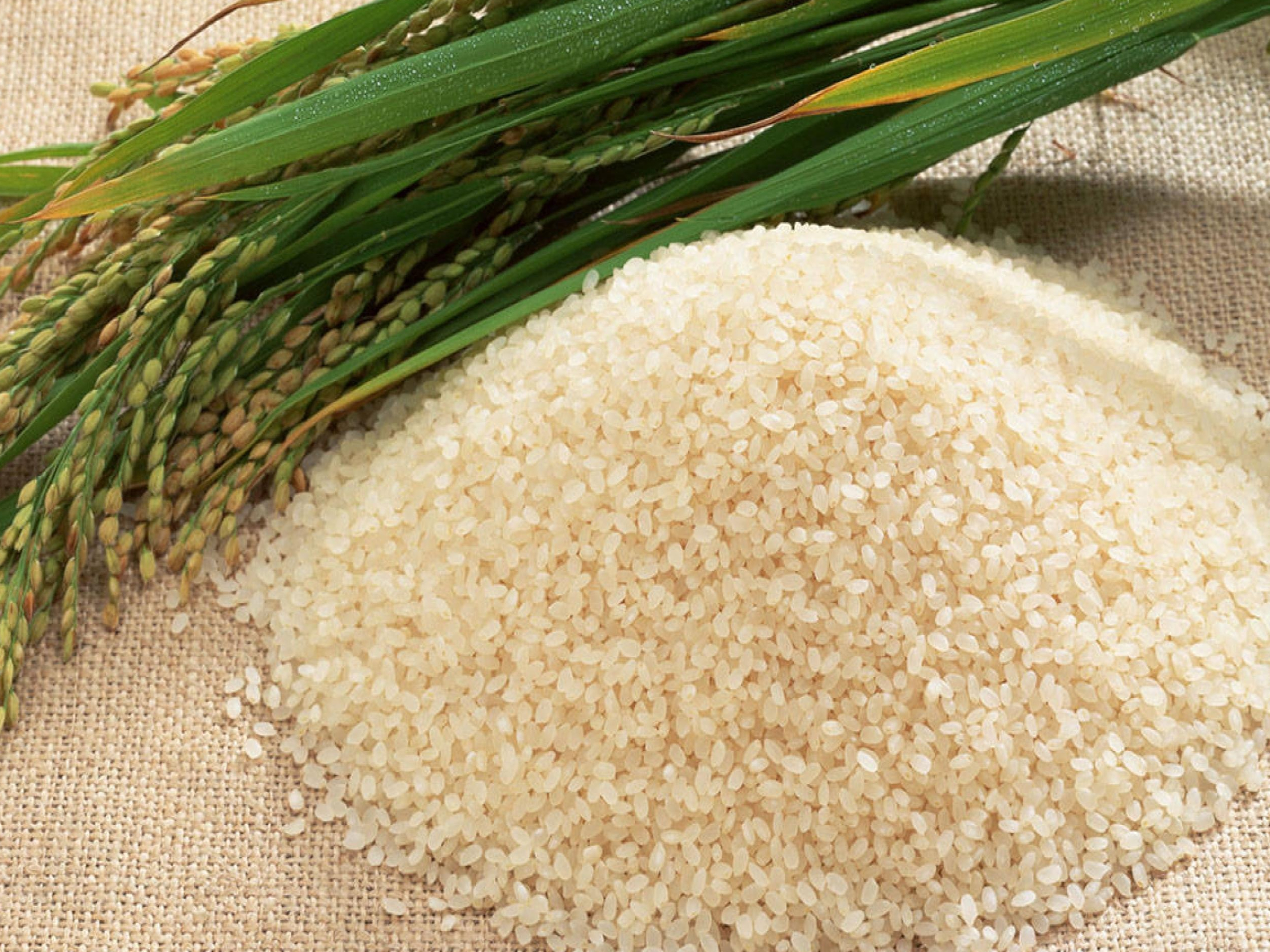 Rice wallpapers, Rice backgrounds, High quality images, Grain, 2800x2100 HD Desktop