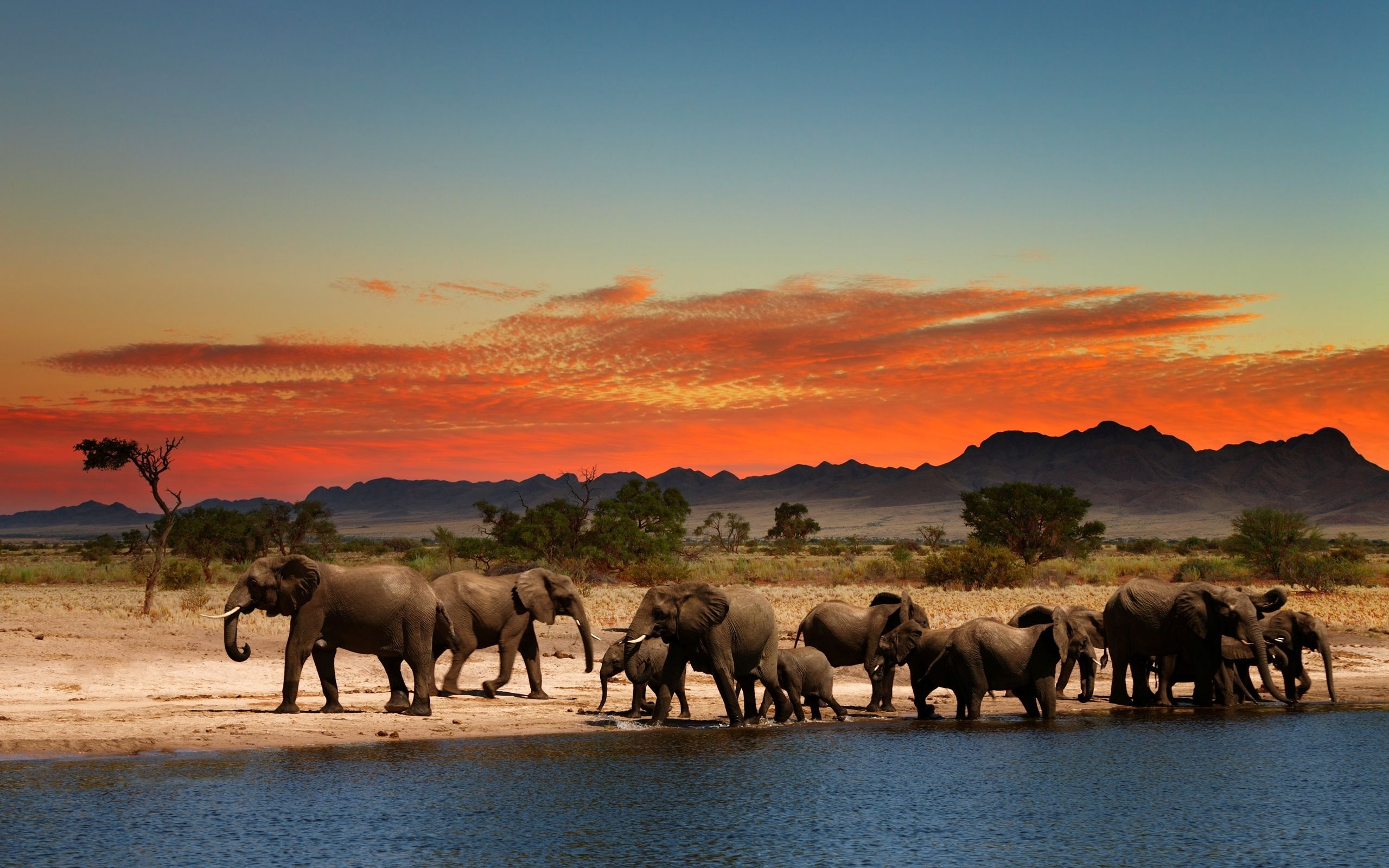 African safari beauty, Wildlife spectacles, Captivating landscapes, Safari adventures, 2560x1600 HD Desktop