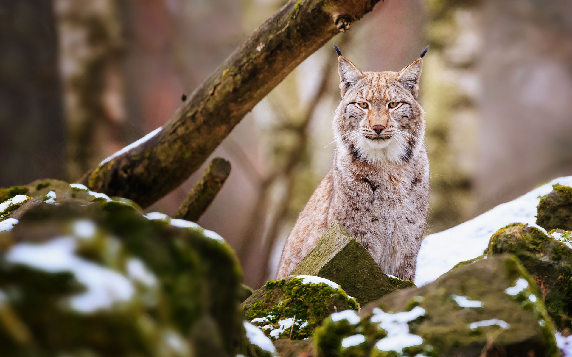 Lynx, Desktop wallpaper, High-definition image, Nature's beauty, 1920x1200 HD Desktop