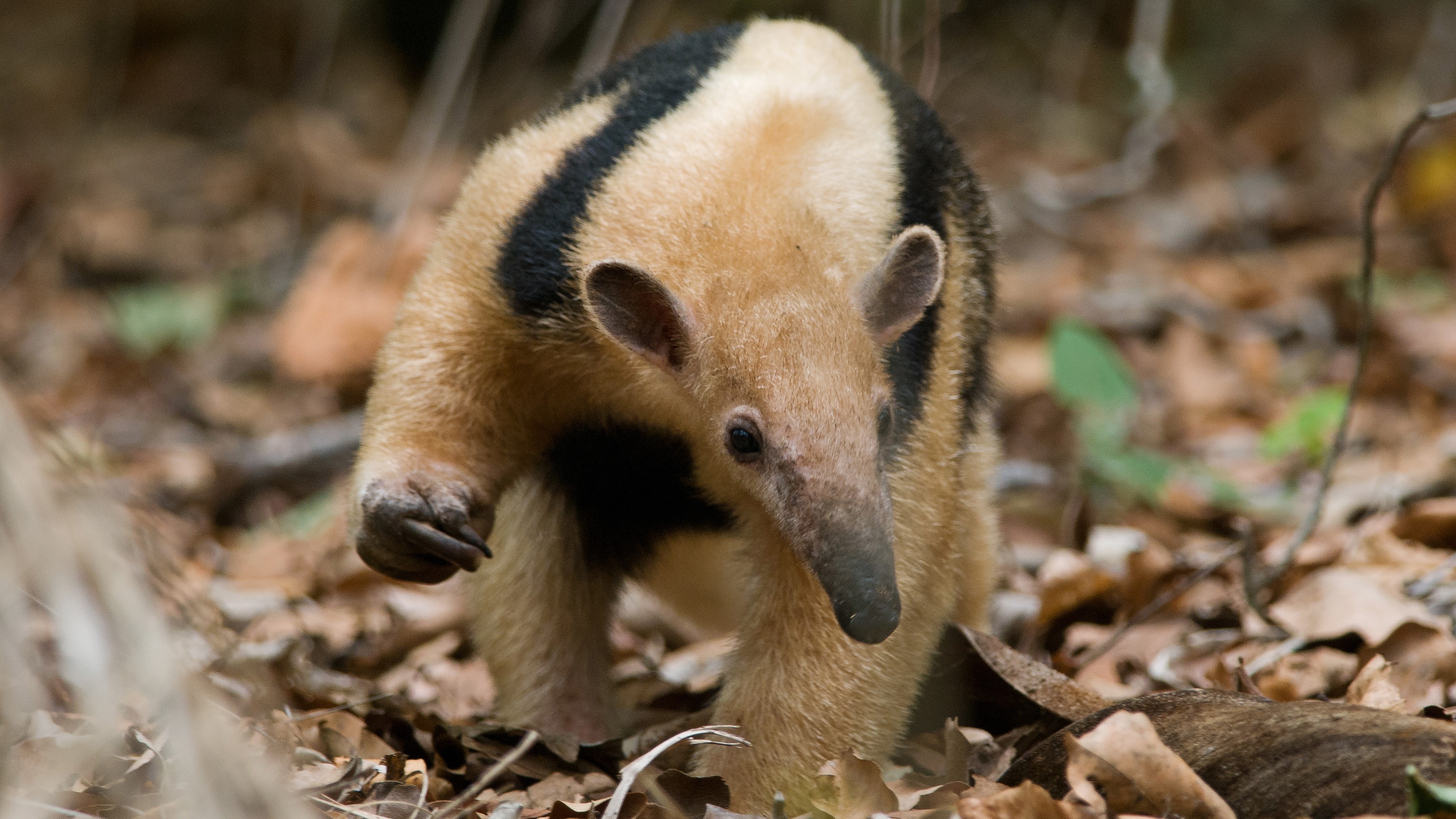Zoo anteater, Exposed rabies, First case, Live science, 3520x1980 HD Desktop