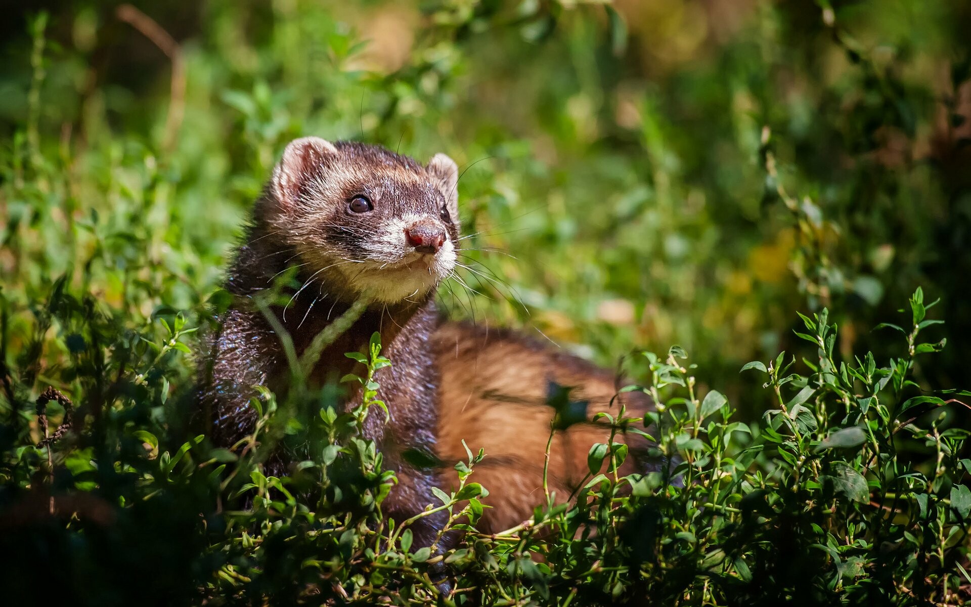 Ferret: Crepuscular animals, most active at dawn and dusk. 1920x1200 HD Wallpaper.