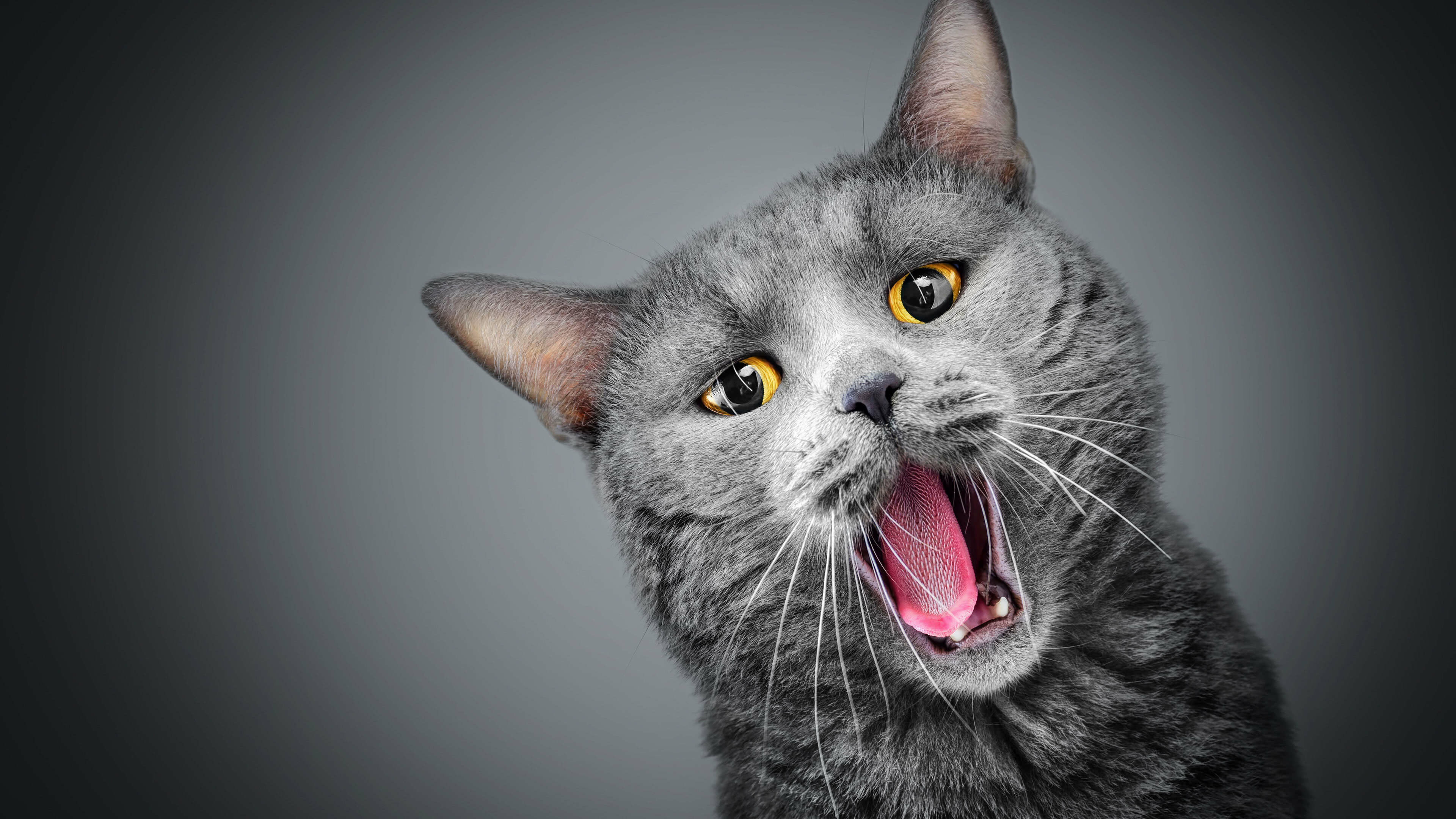 Gray cat, Meowing feline, Ultra HD wallpaper, Beautiful pet, 3840x2160 4K Desktop