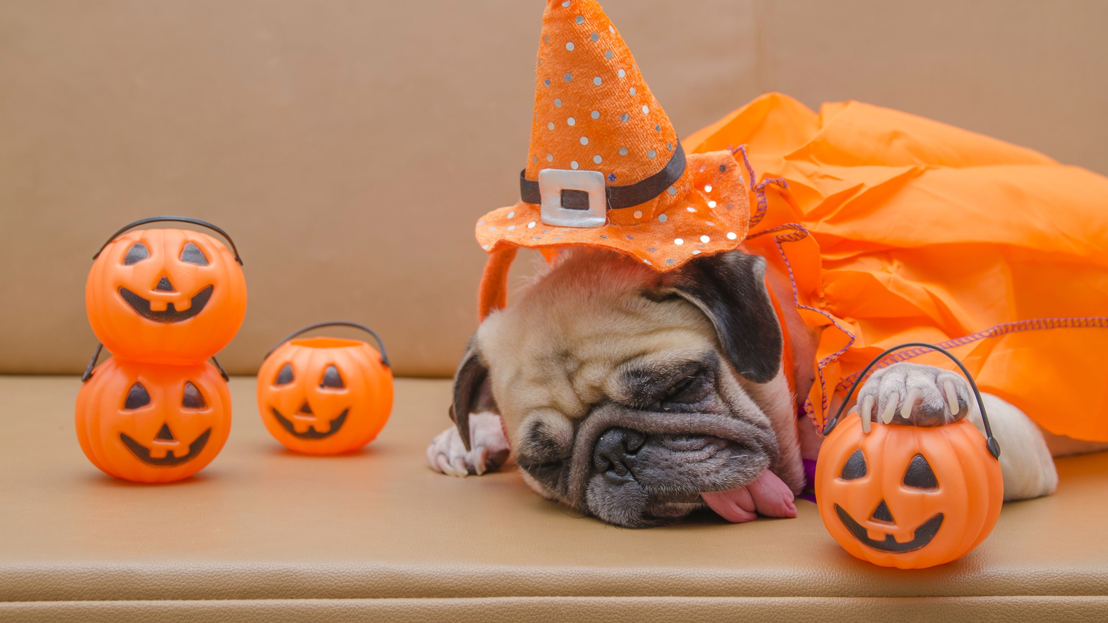 Pug Halloween wallpapers, Spooky pug costumes, Festive celebrations, Adorable Halloween pets, 3840x2160 4K Desktop